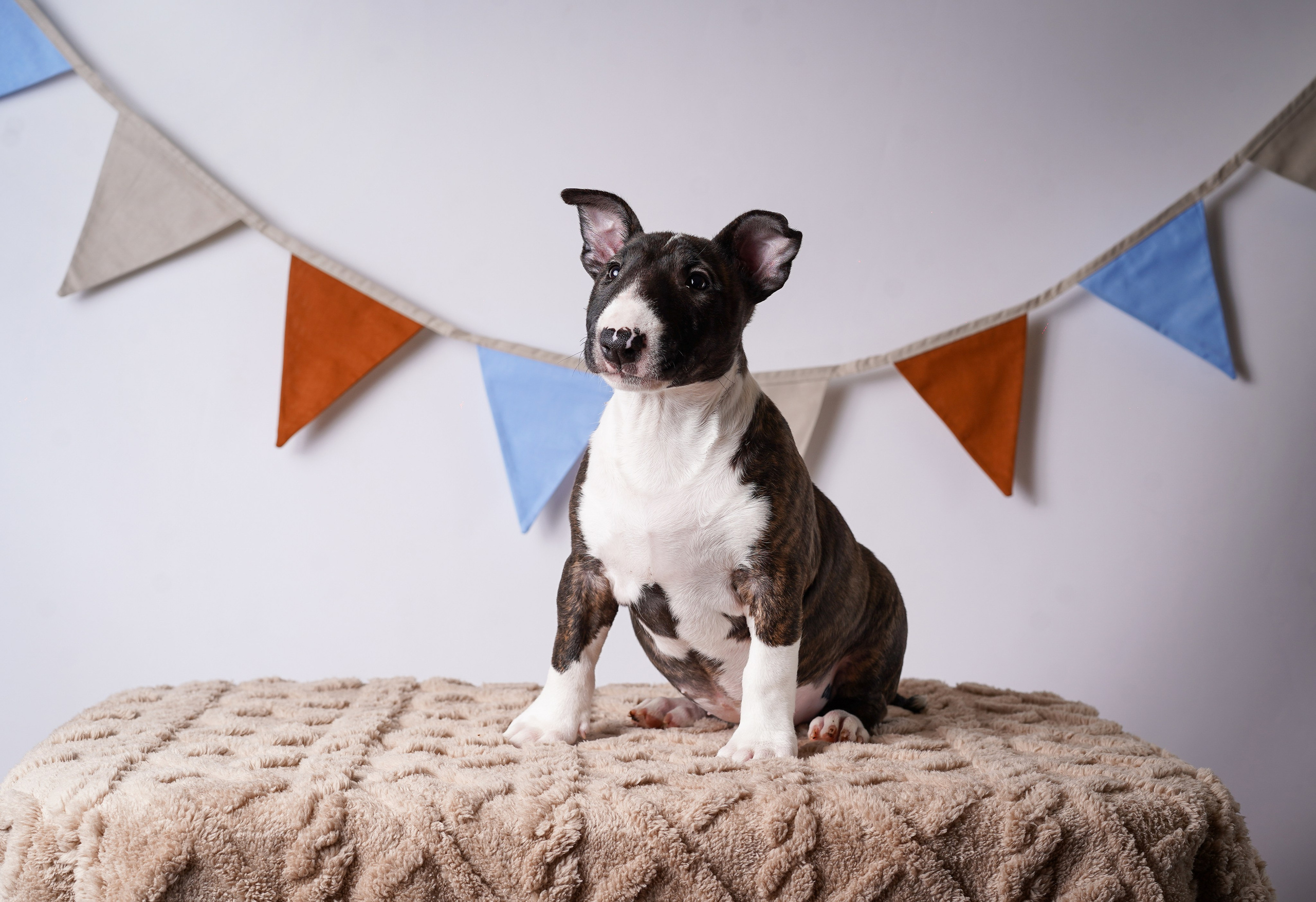 Щенки минибультерьера. Фотограф-анималист в Санкт-Петербурге Яна Мартынова