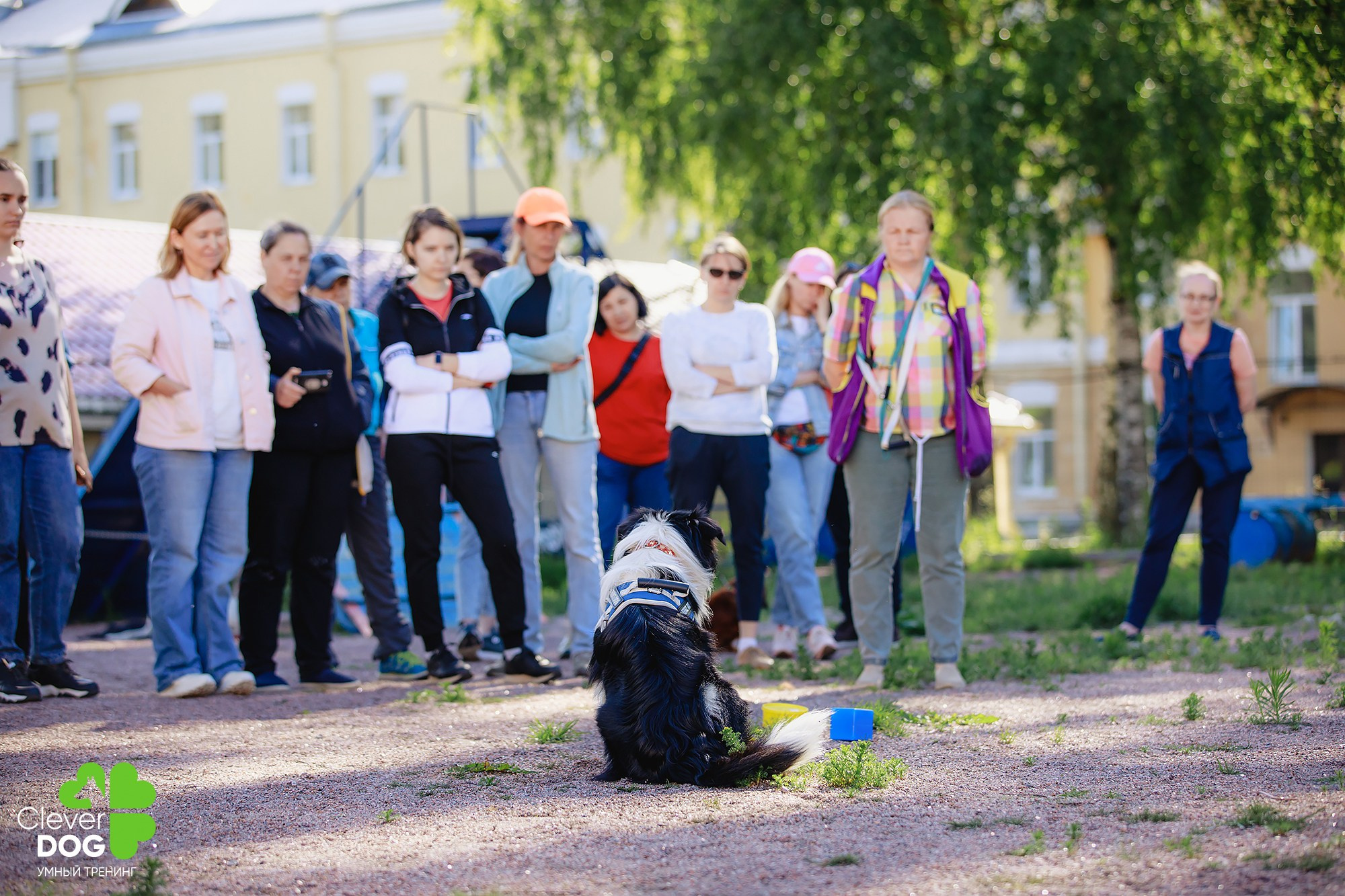 Семинар по поиску запаха с Иваном Ломовым, организатор CleverDog, СПб. Фотограф-анималист Mary Mart — Москва, Питер