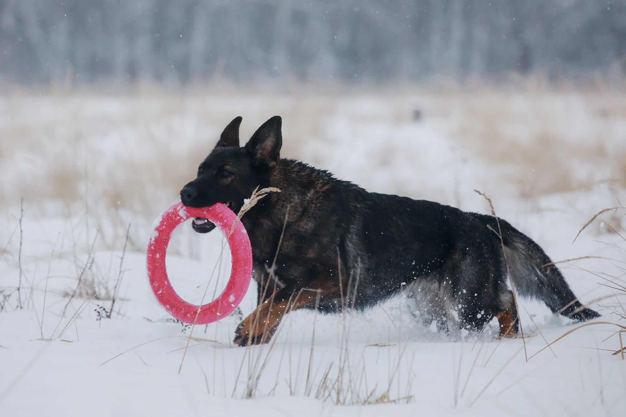 Зимние портреты. Фотограф-анималист Mary Mart — Москва, Питер