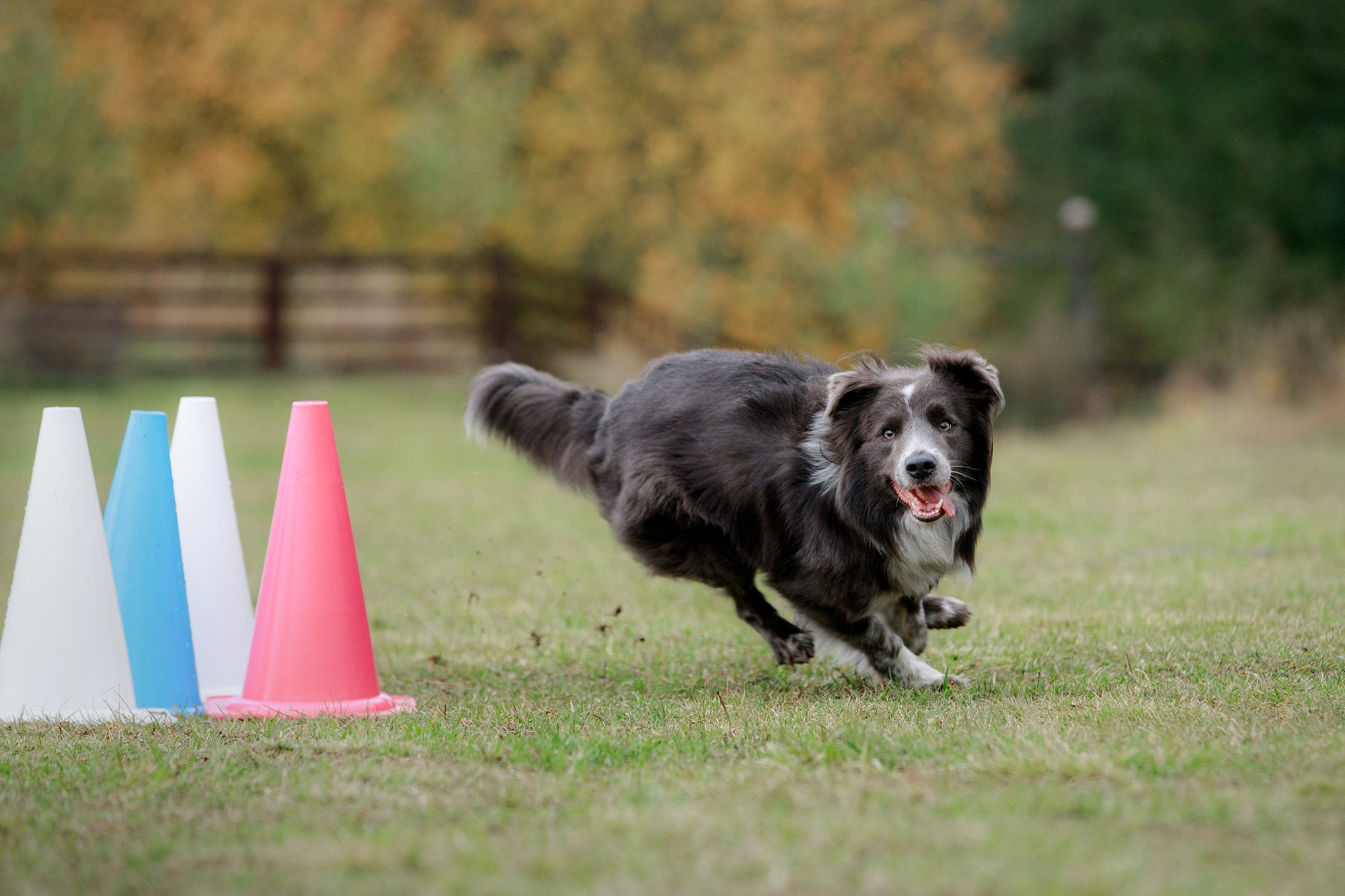 Лагерь по ОБД с Инной Баженовой. Фотограф-анималист Mary Mart — Москва, Питер
