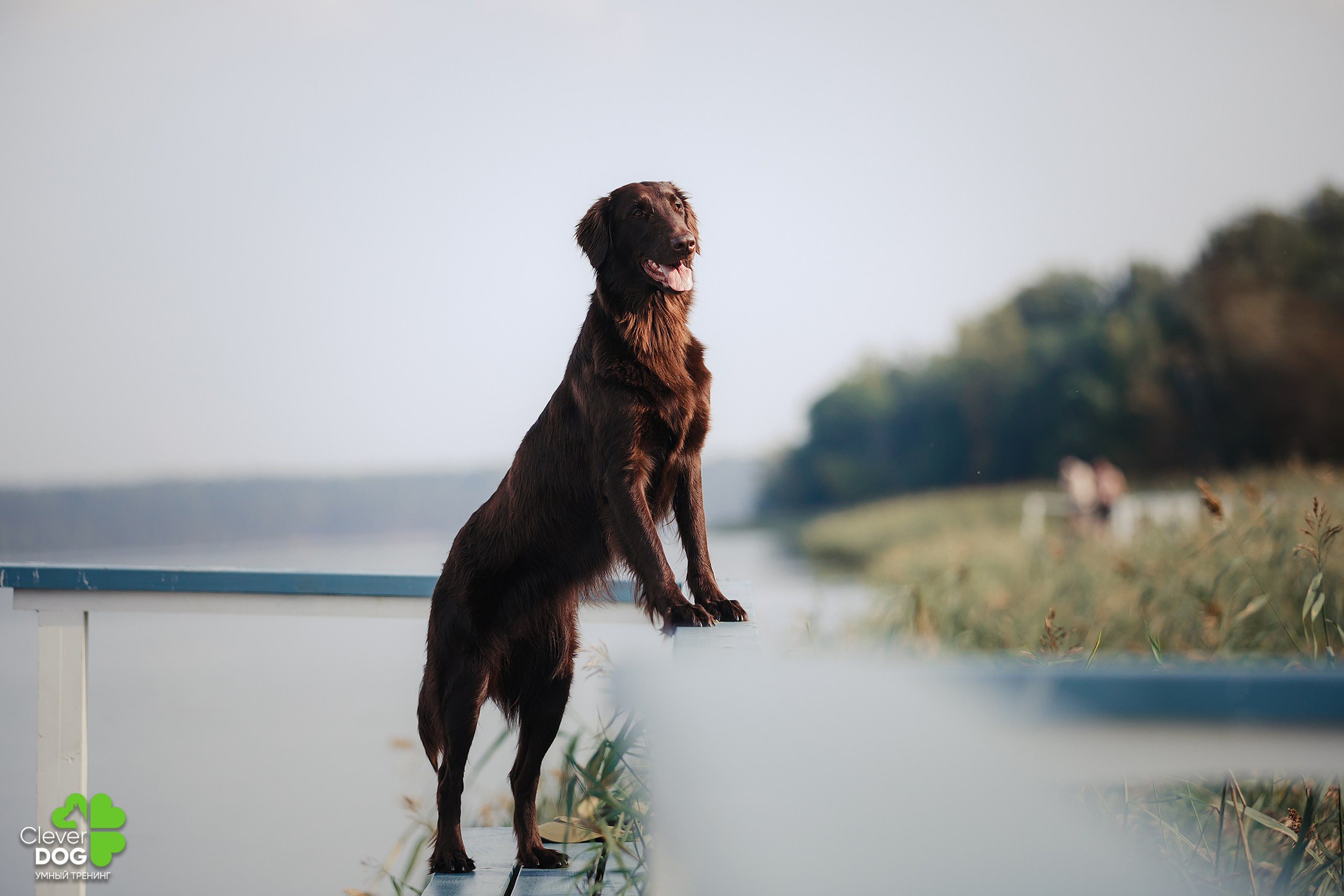 Кинологический лагерь CleverDog, 2024. Фотограф-анималист Mary Mart — Москва, Питер
