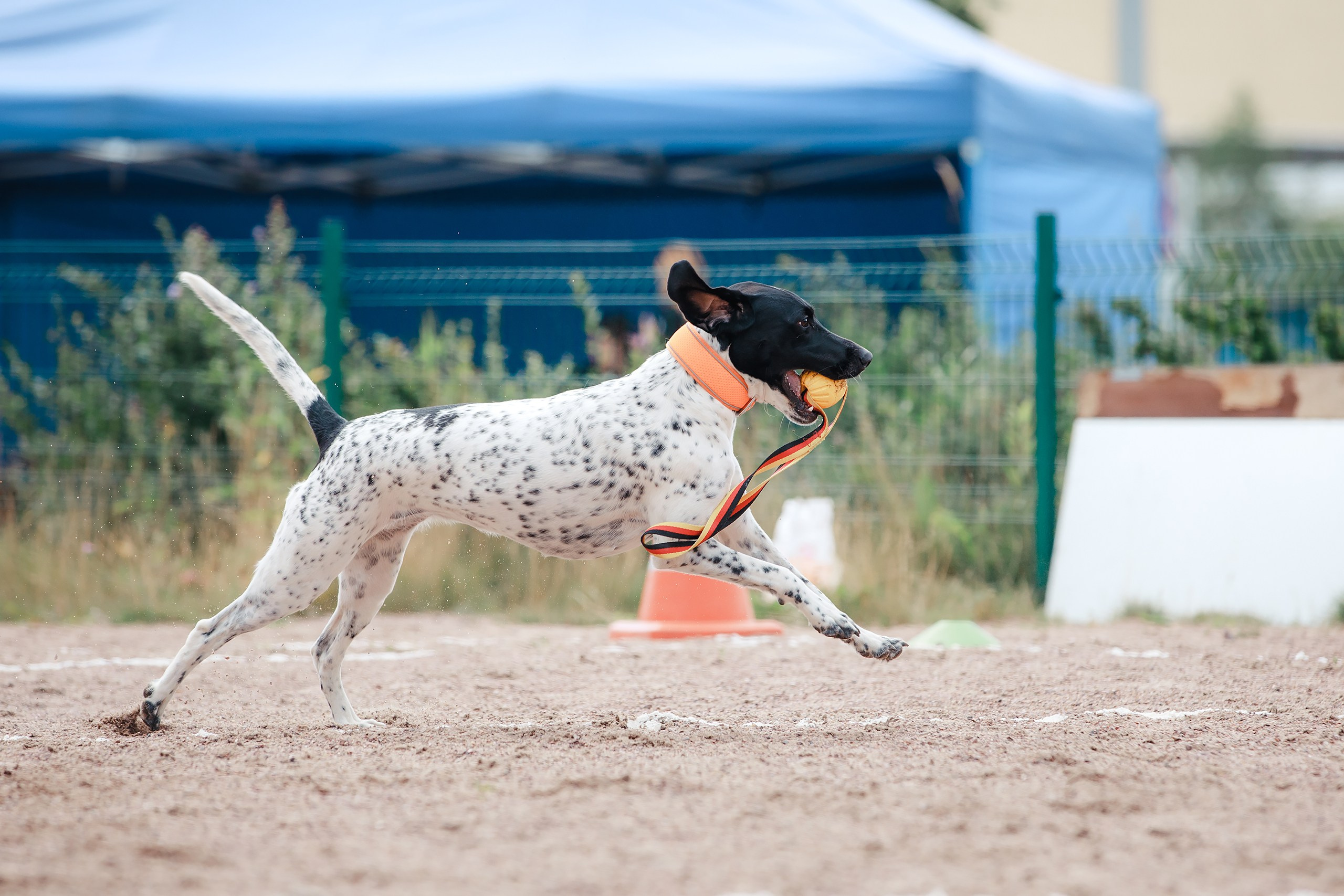Питч&Гоу + веселые старты. Фотограф-анималист Mary Mart — Москва, Питер