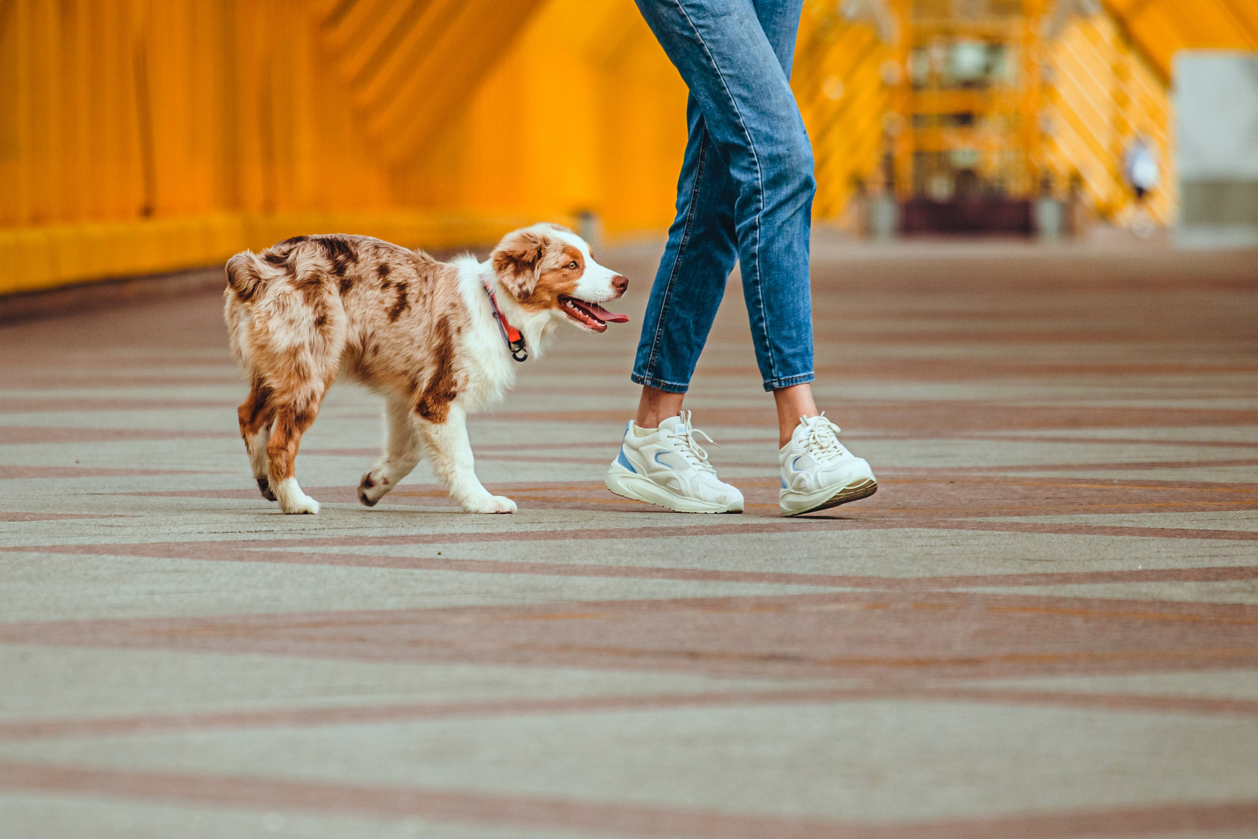 Андреевский мост. Фотограф-анималист Татьяна Степанова