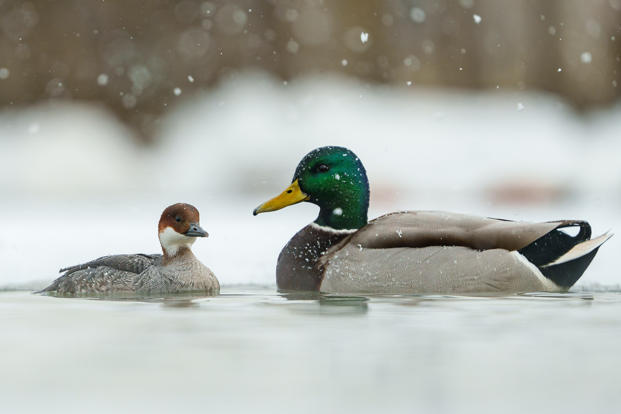 Удивительные мир птиц. Вокруг нас столько прекрасного — присмотритесь!. Ваш личный фотограф Марина Волкова