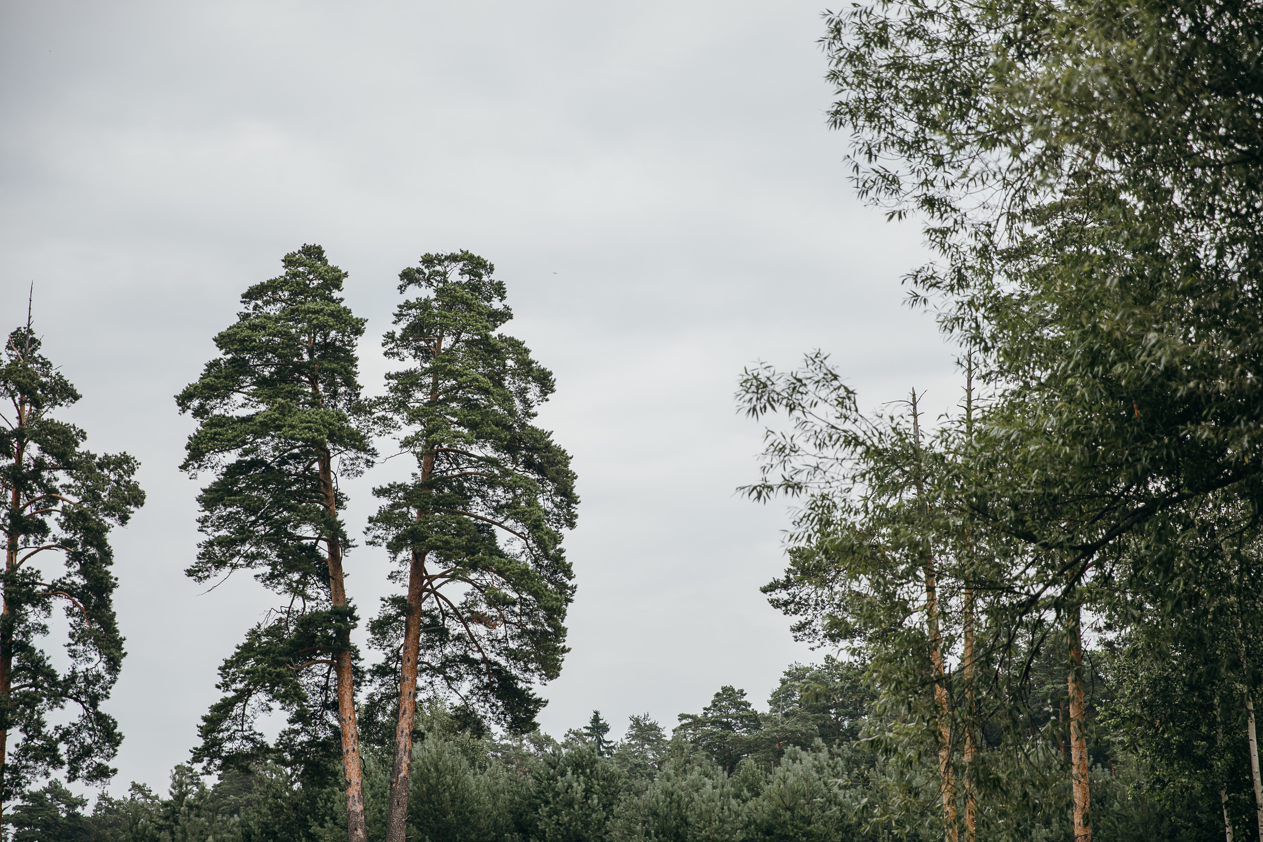 Дмитрий и Валерия. Фотограф Андрианов Кирилл