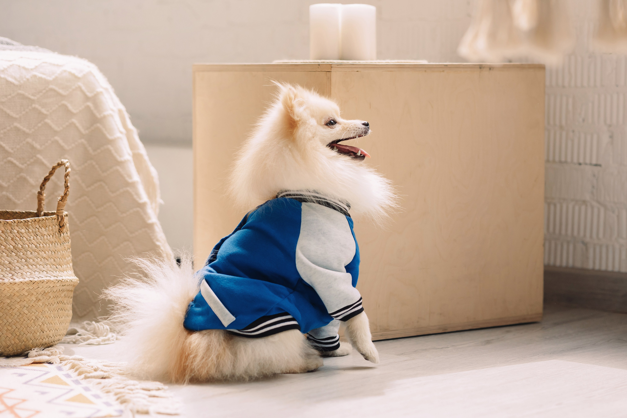 Магазин Friend of mine. Фотограф-анималист Елена Радченко, Москва