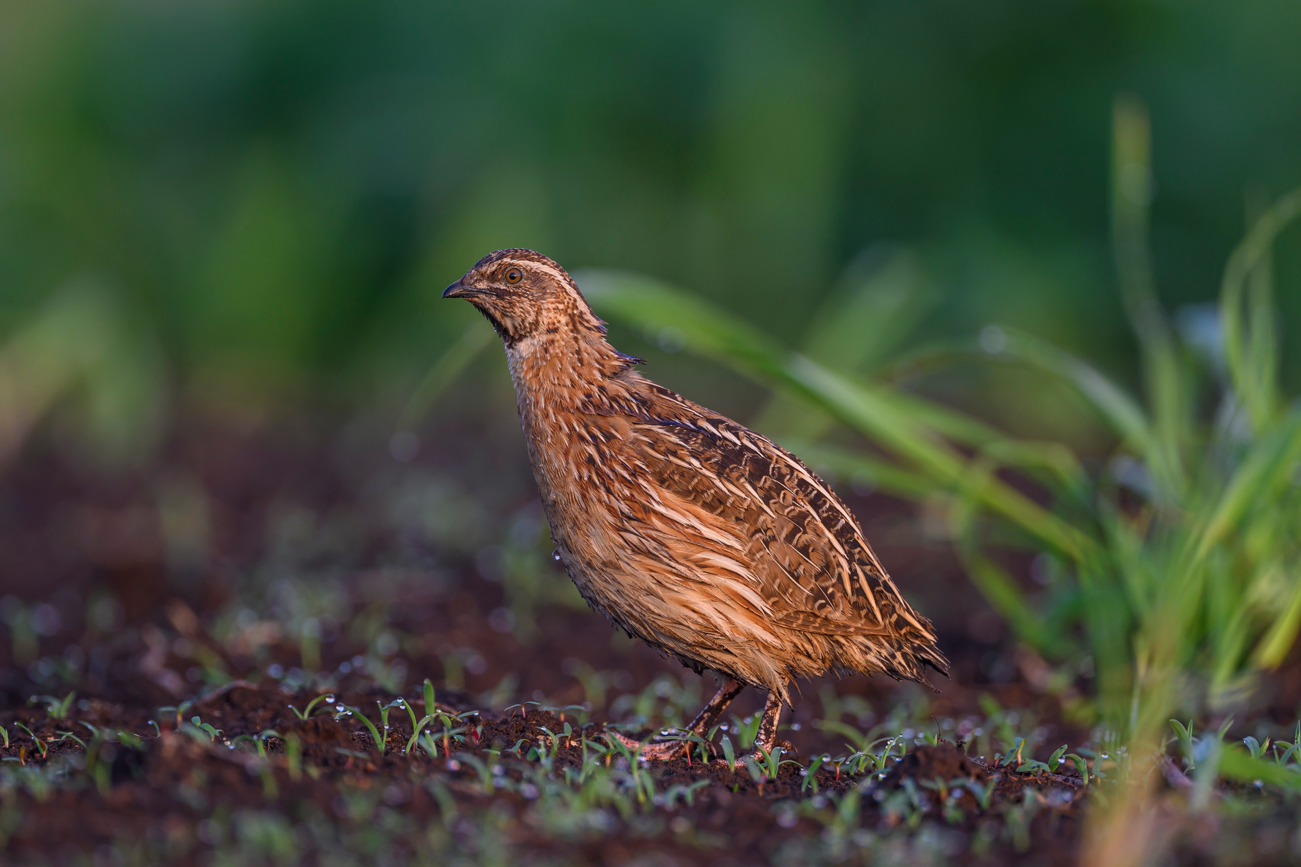 Перепел на рассвете. Wildlife photography by Sergey Puponin