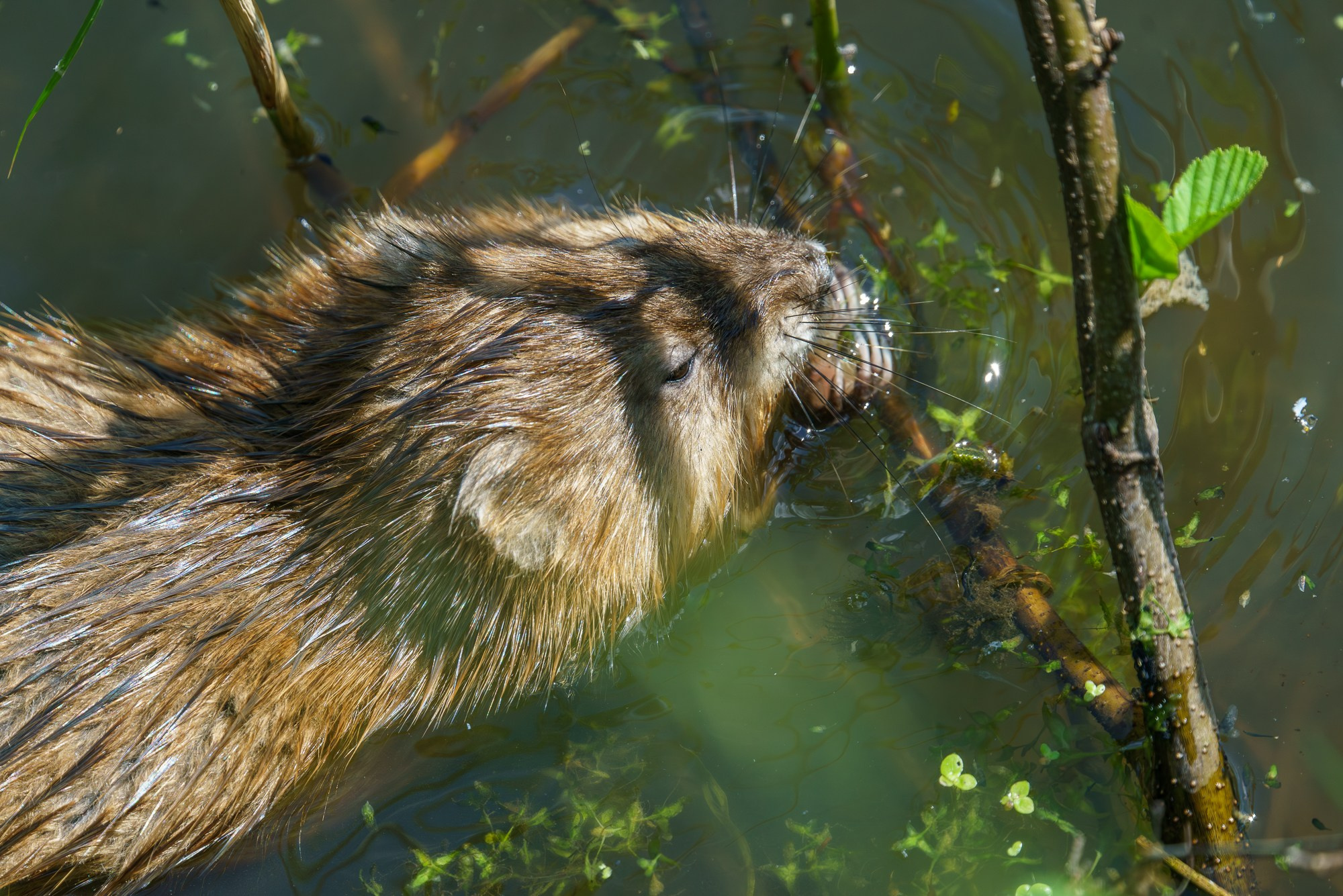 Животные. Ваш личный фотограф Марина Волкова