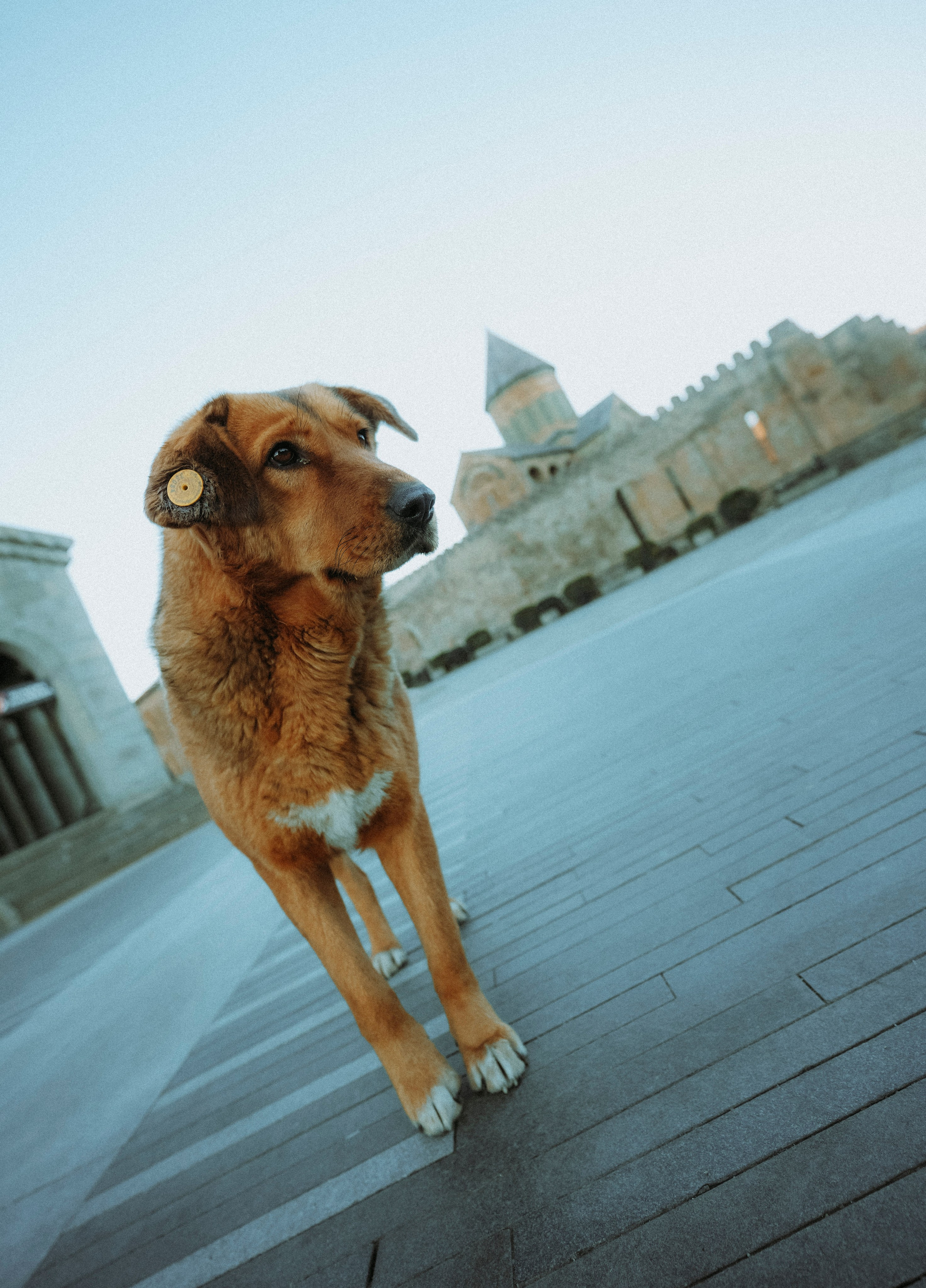 ТБИЛИСИ 2023-2024. Стрит-фотография, полная абсурда, идиотизма и красоты