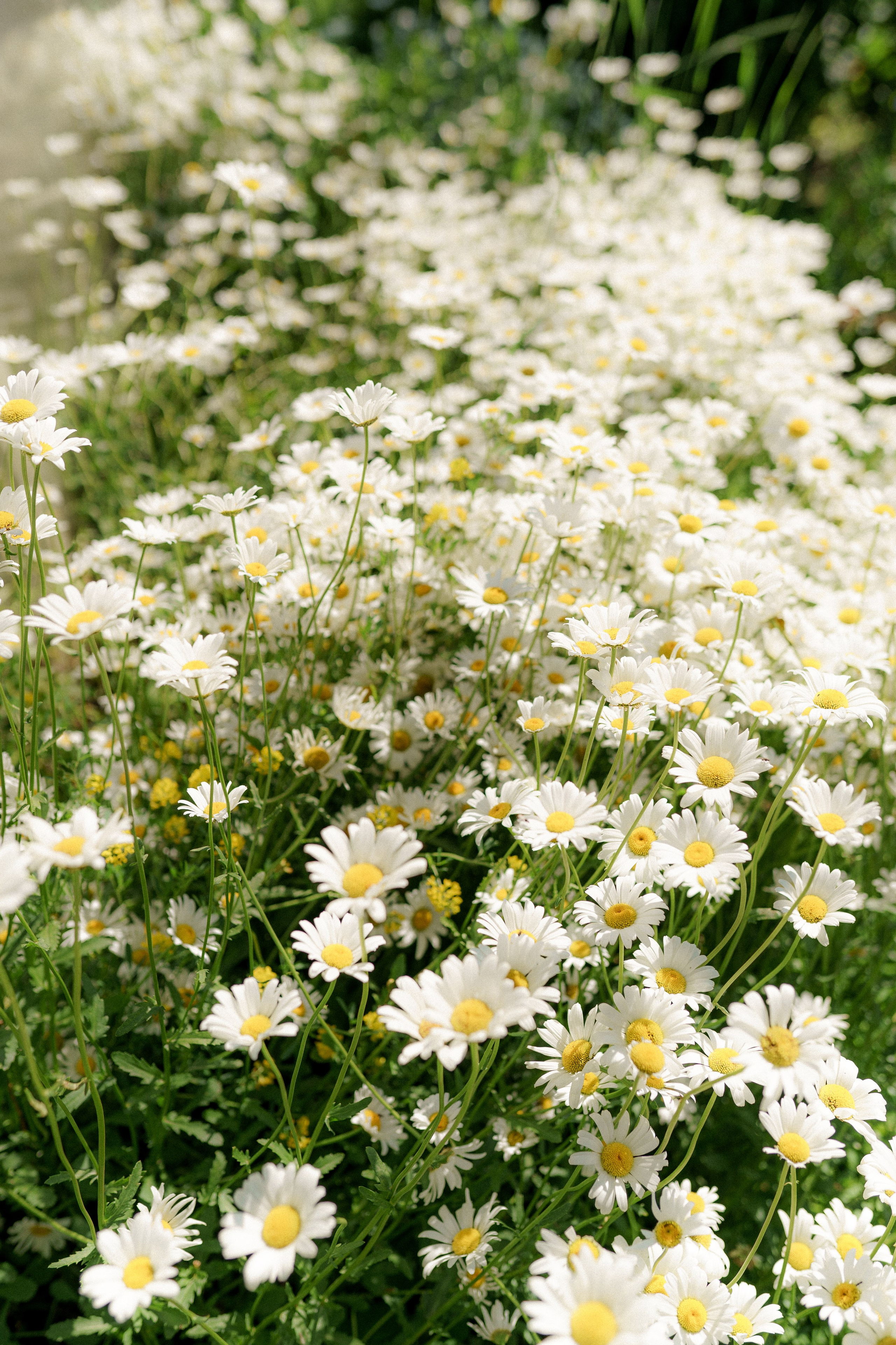 KEN DALA. Aigerimkudaibergen.com