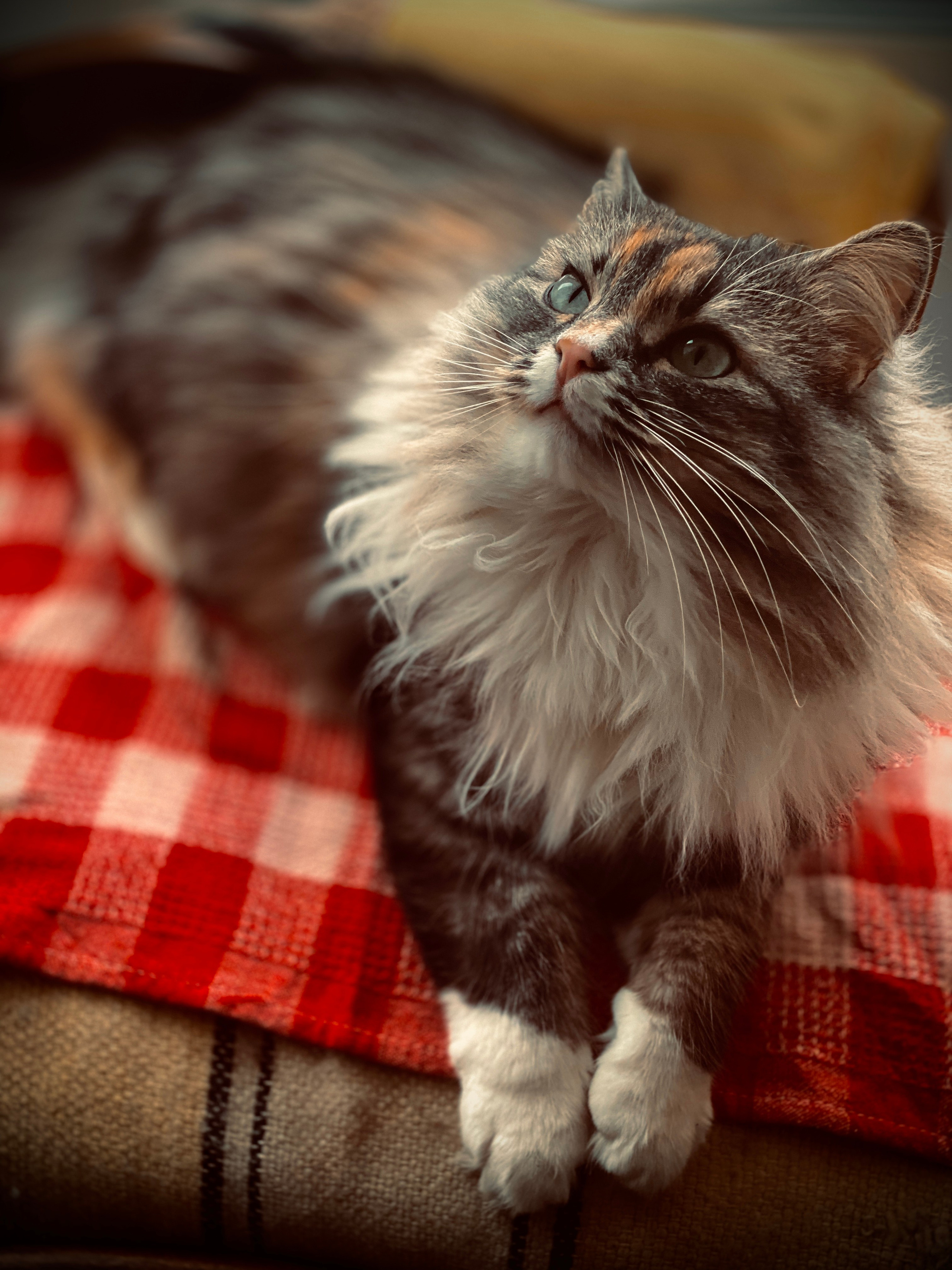 Wildlife photography. Photographer Kirill Sergeev | Moscow