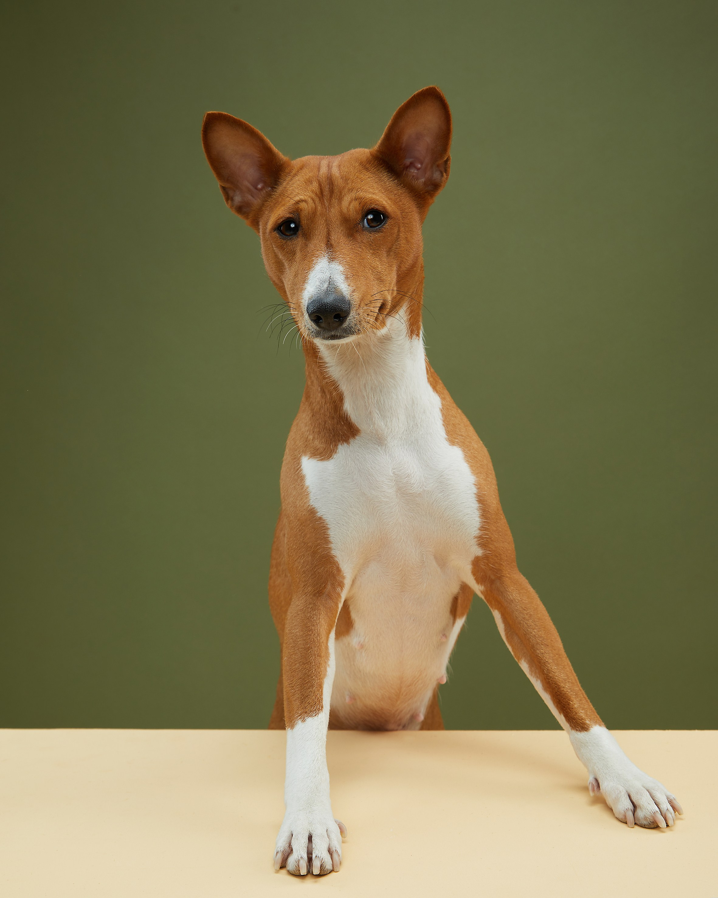 Pets Photography / Фотограф Собак