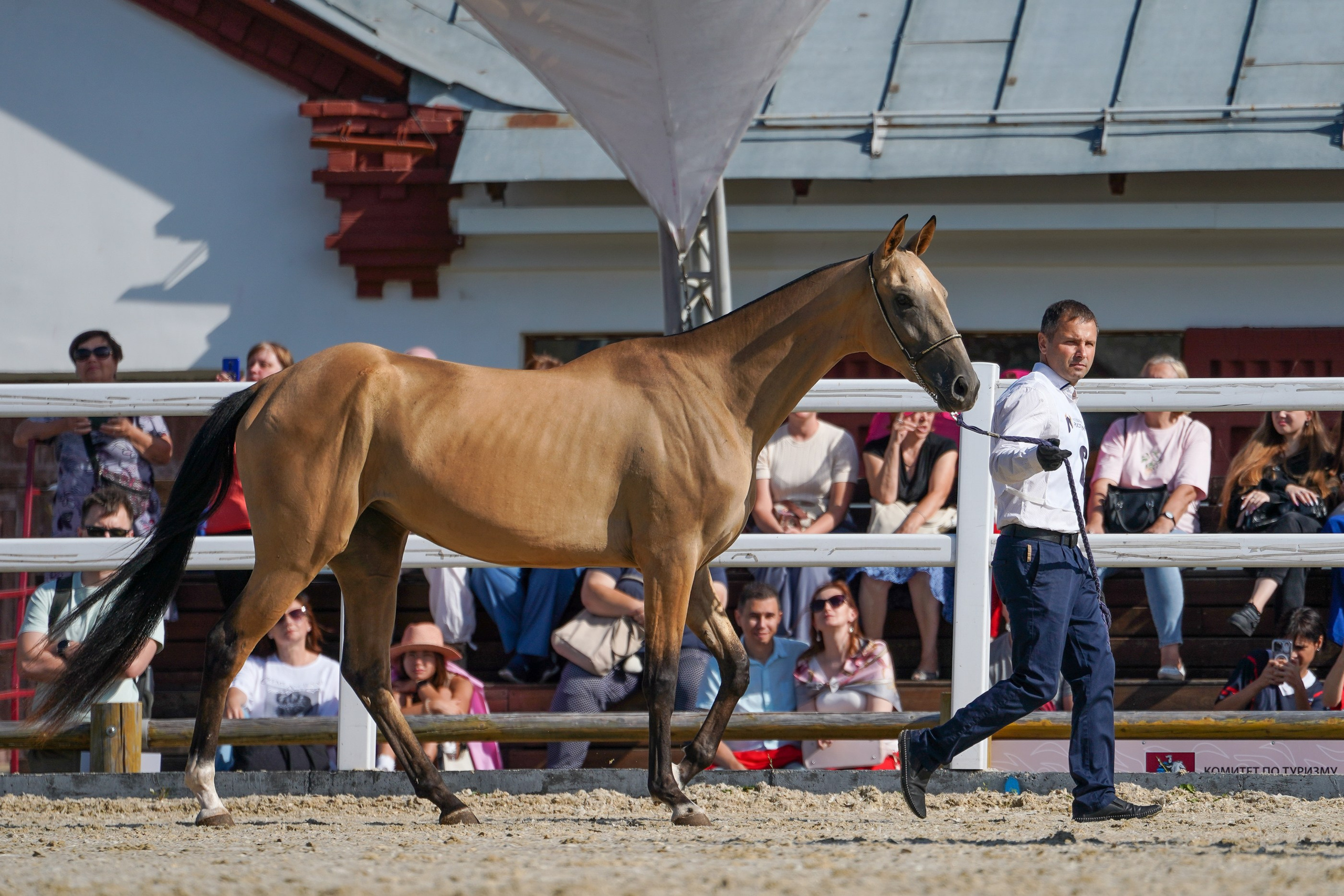 Чемпионат лошадей чистокровной ахалтекинской породы «КУБОК РОССИИ — 2024». Фотограф-анималист, портретный фотограф в Чебоксарах Мария Садыкова