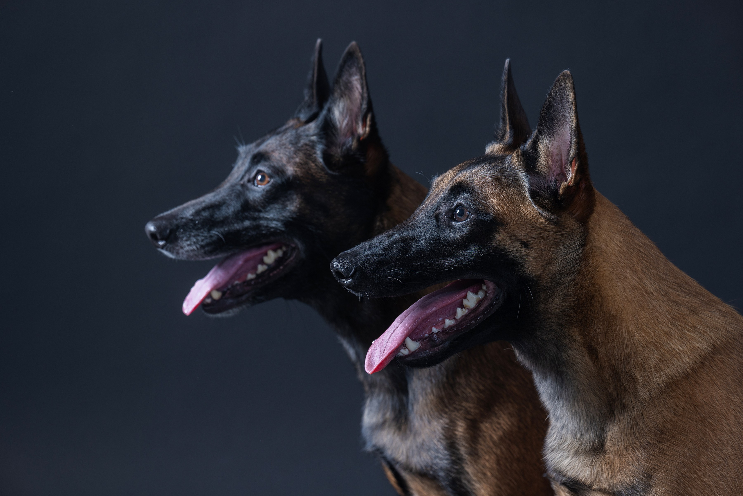 Собаки и не только. Фотограф Алена Звездина