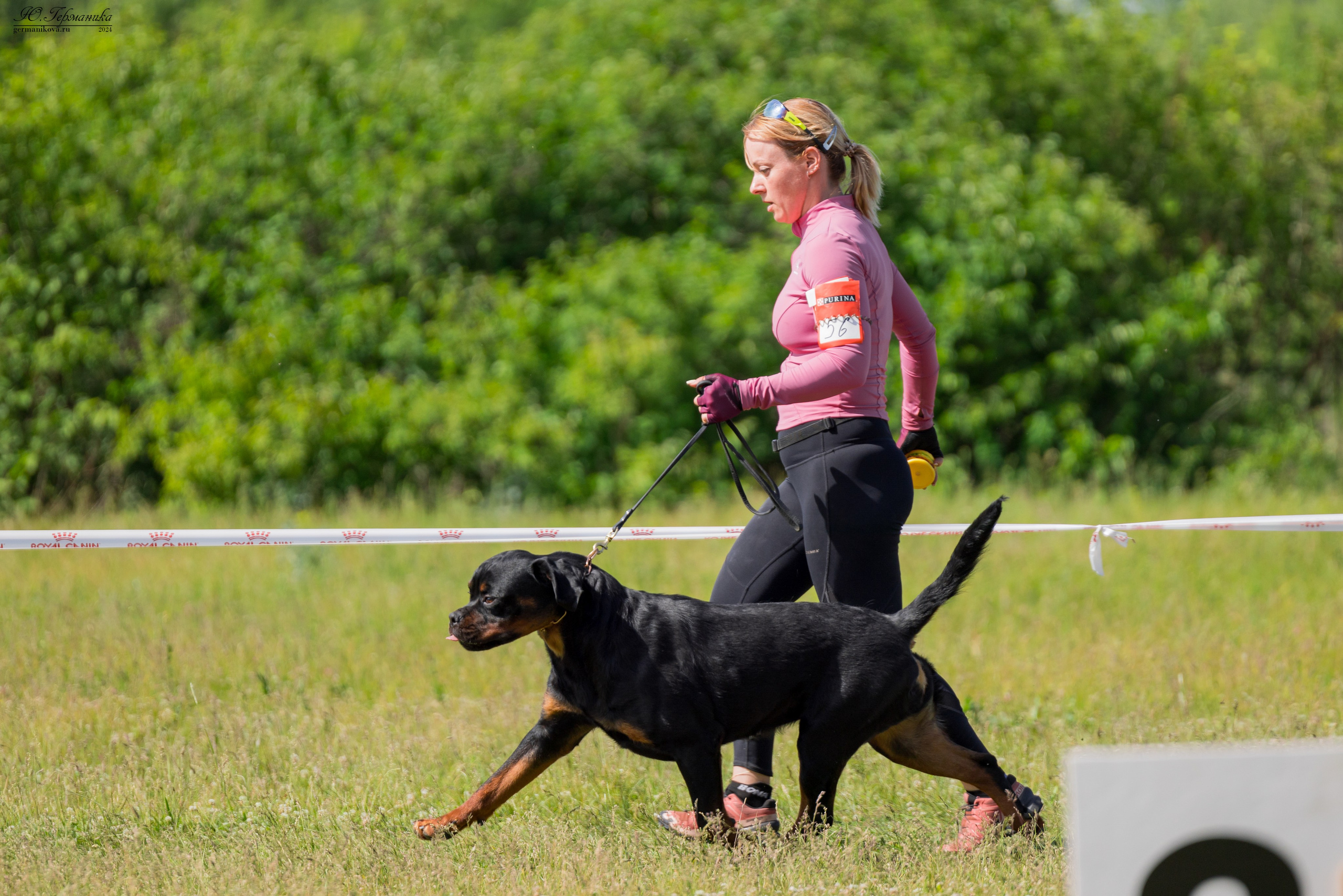 Воронеж моно ротвейлеров 25-26.05.2024. Фотограф-анималист Юлия Германика