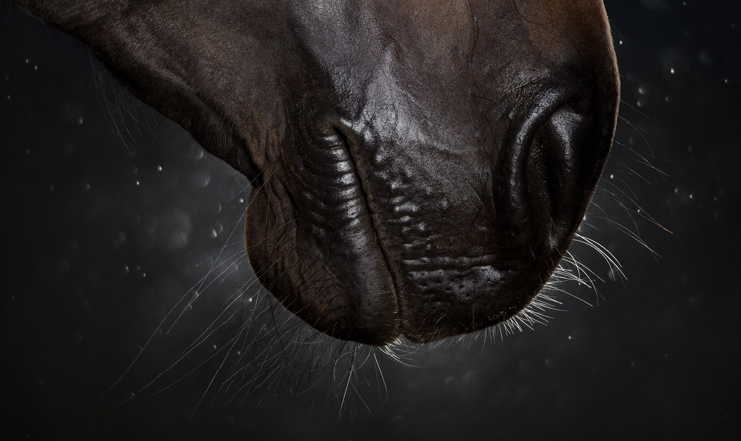 HORSES. LUMEN DUO Art photography for interiors