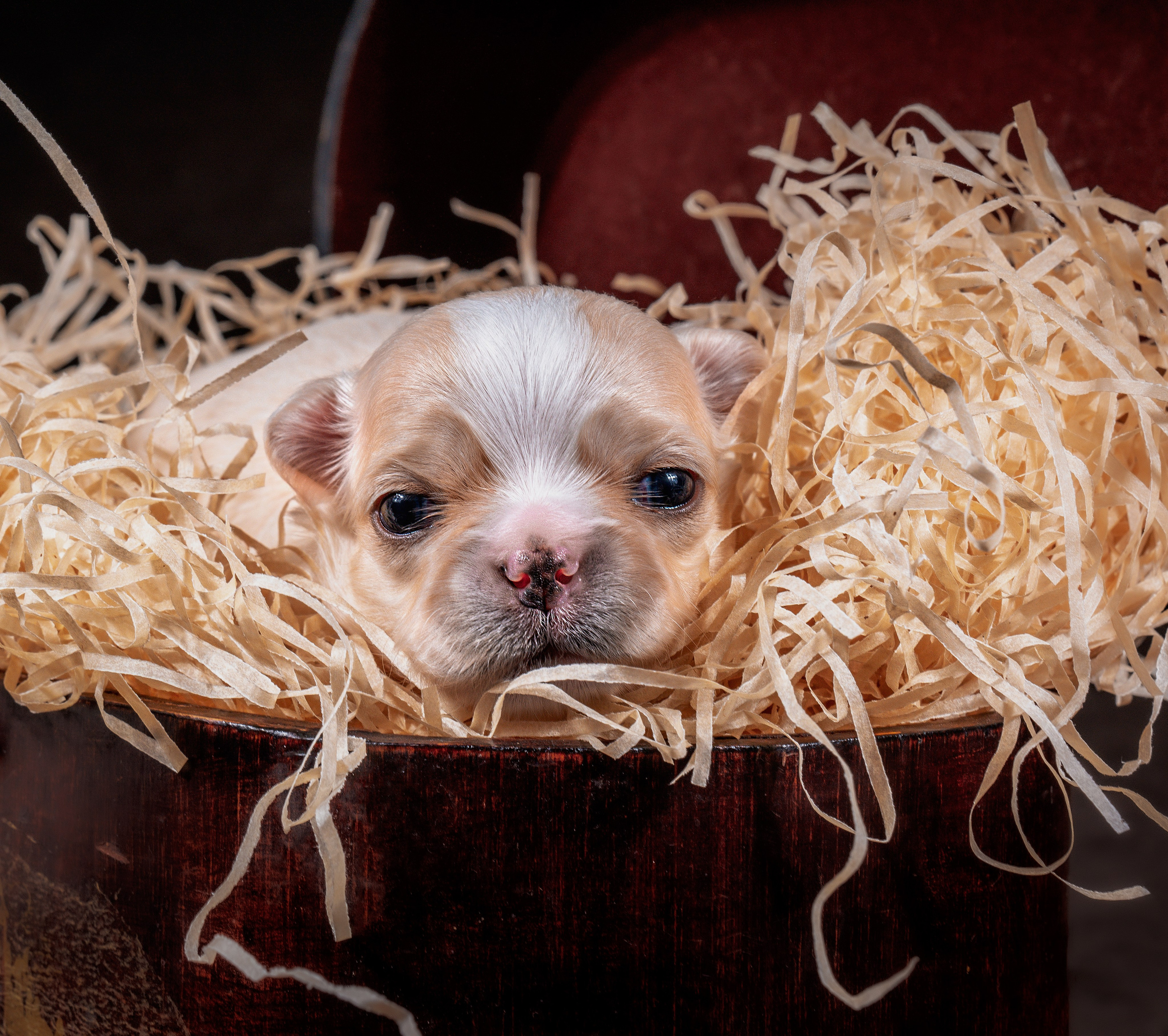 ФОТОПАМЯТЬ ВАШИХ ЭМОЦИЙ. Фотограф-анималист, семейный фотограф в Москве и Подмосковье. Фотосъёмка кинологических дисциплин