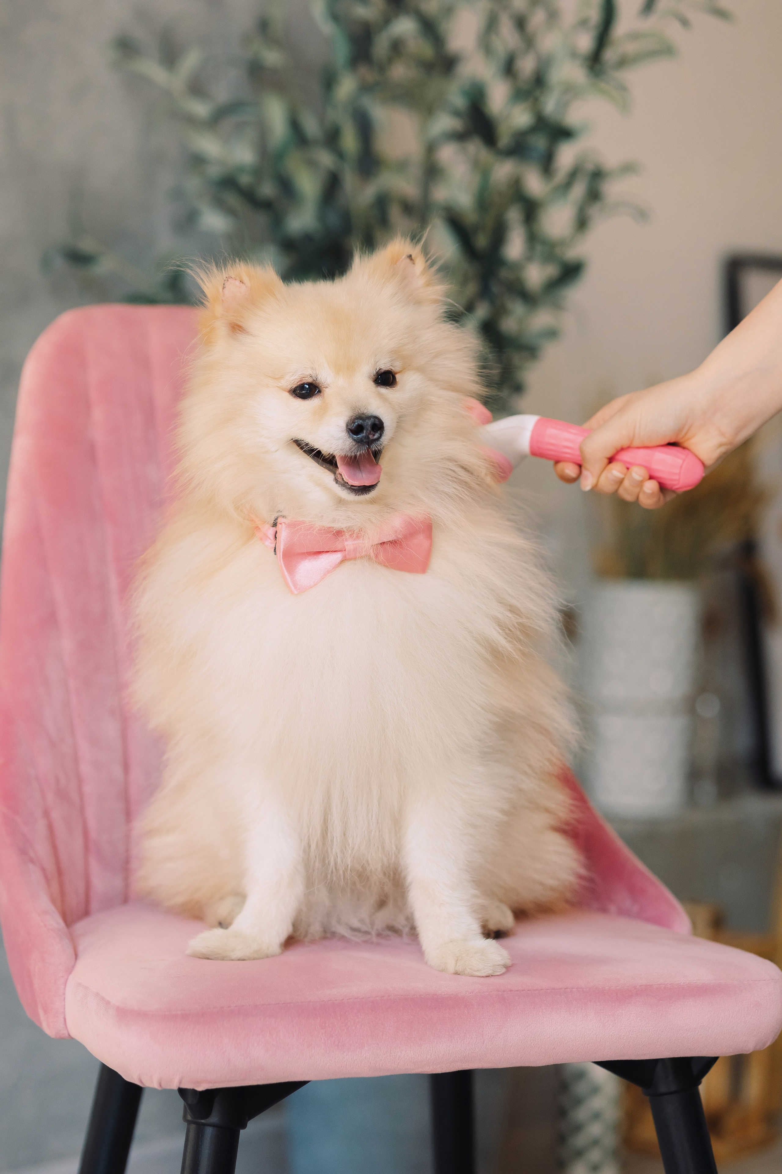 Магазин Friend of mine. Фотограф-анималист Елена Радченко, Москва