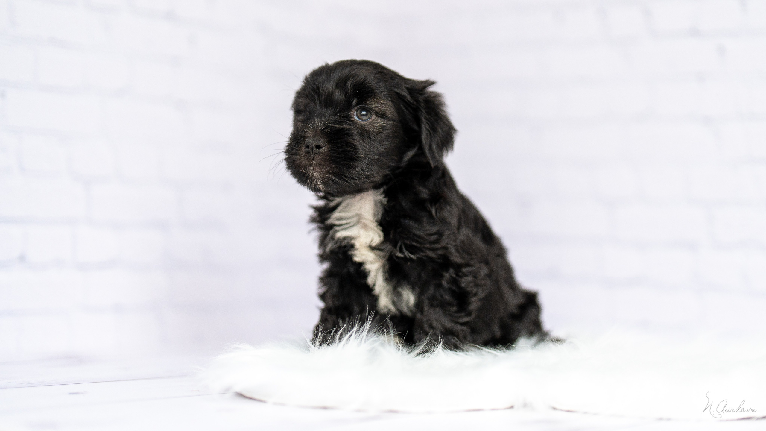 Тибетские терьеры 1мес. Фотограф-анималист Асадова