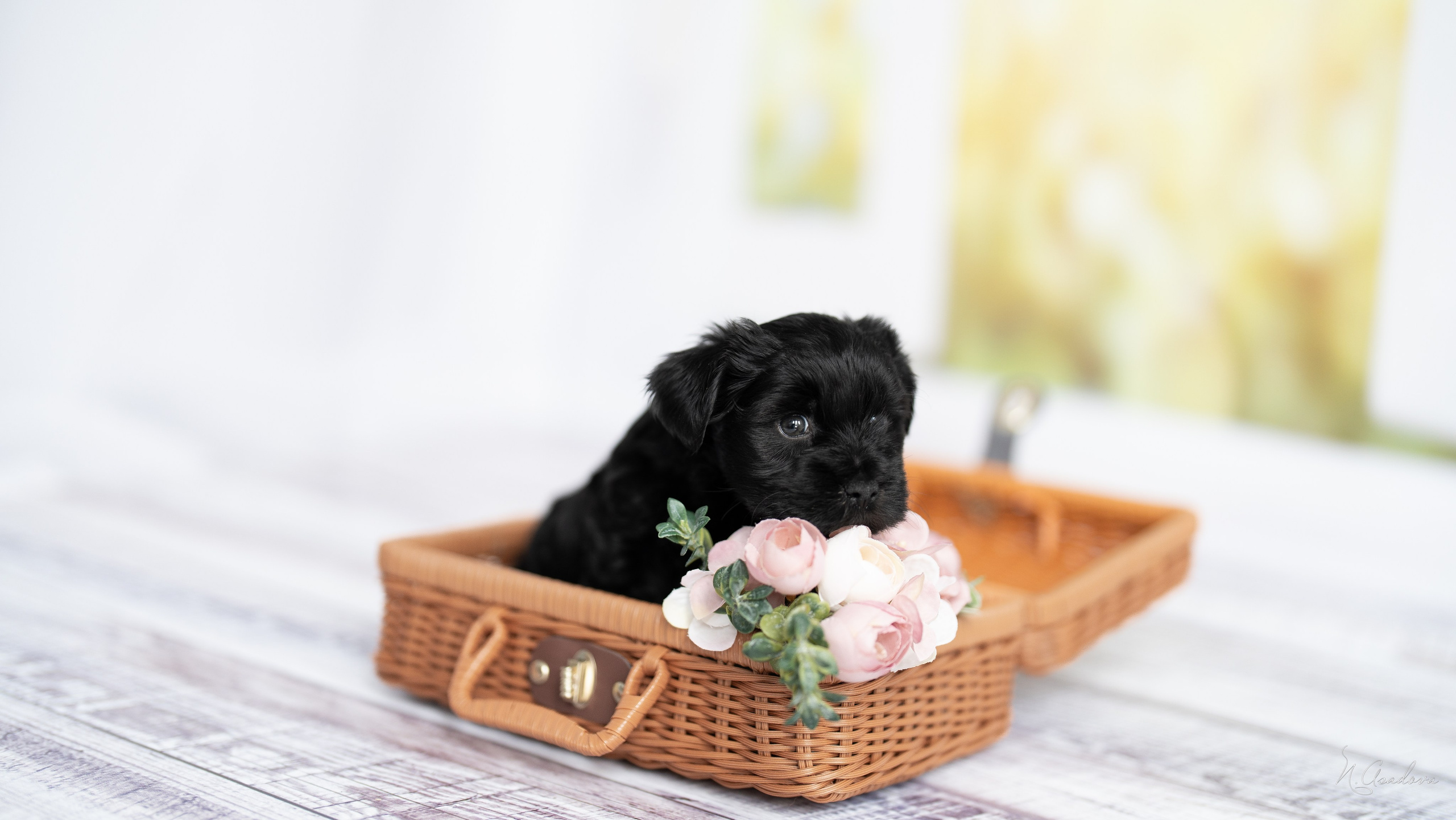 Тибетские терьеры 1мес. Фотограф-анималист Асадова