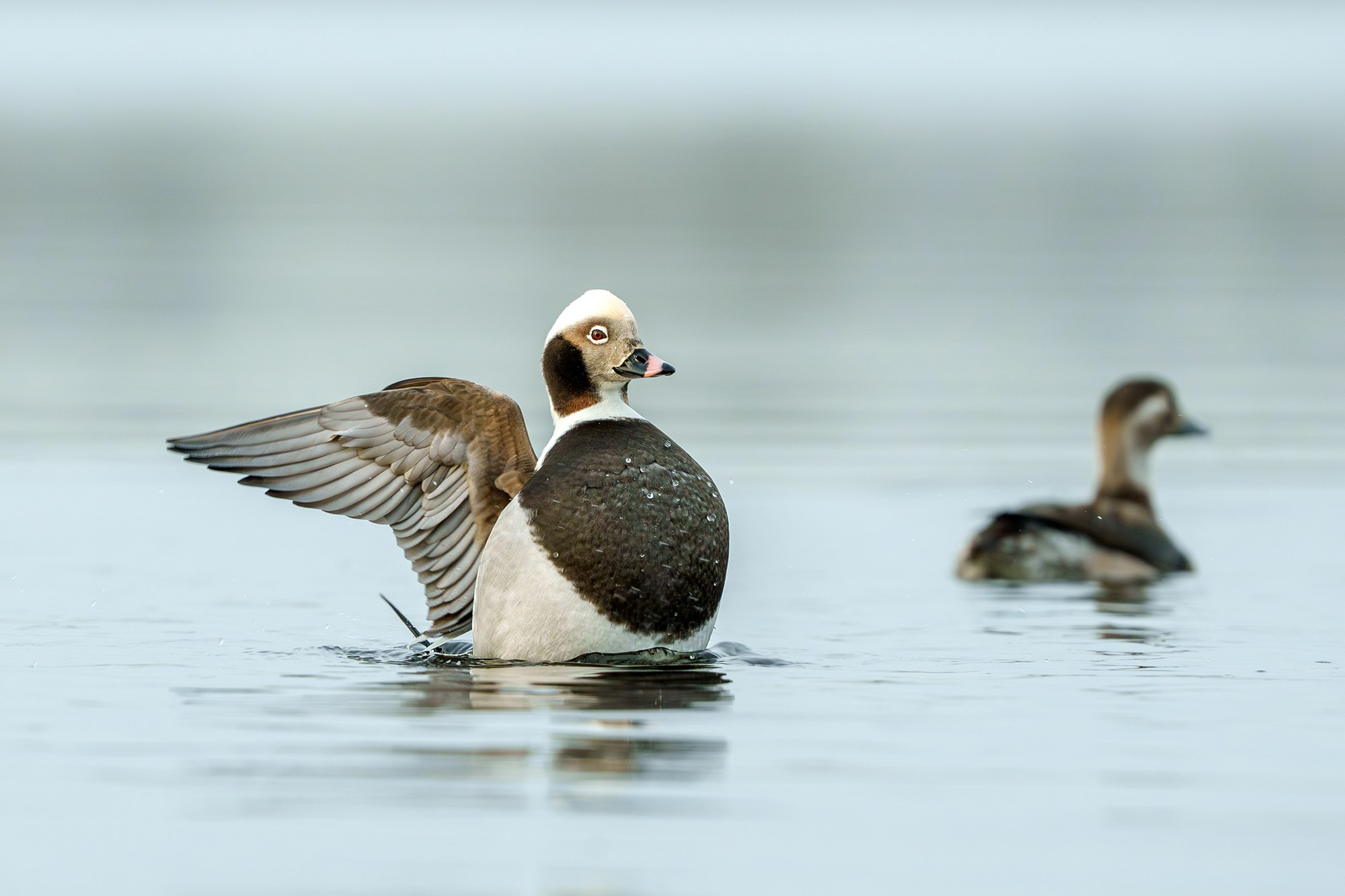 Удивительные мир птиц. Вокруг нас столько прекрасного — присмотритесь!. Ваш личный фотограф Марина Волкова
