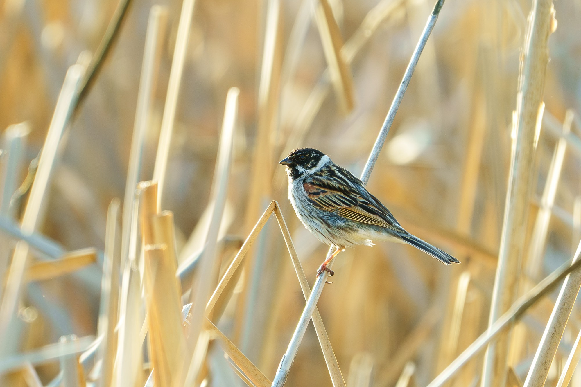 Удивительные мир птиц. Вокруг нас столько прекрасного — присмотритесь!. Ваш личный фотограф Марина Волкова