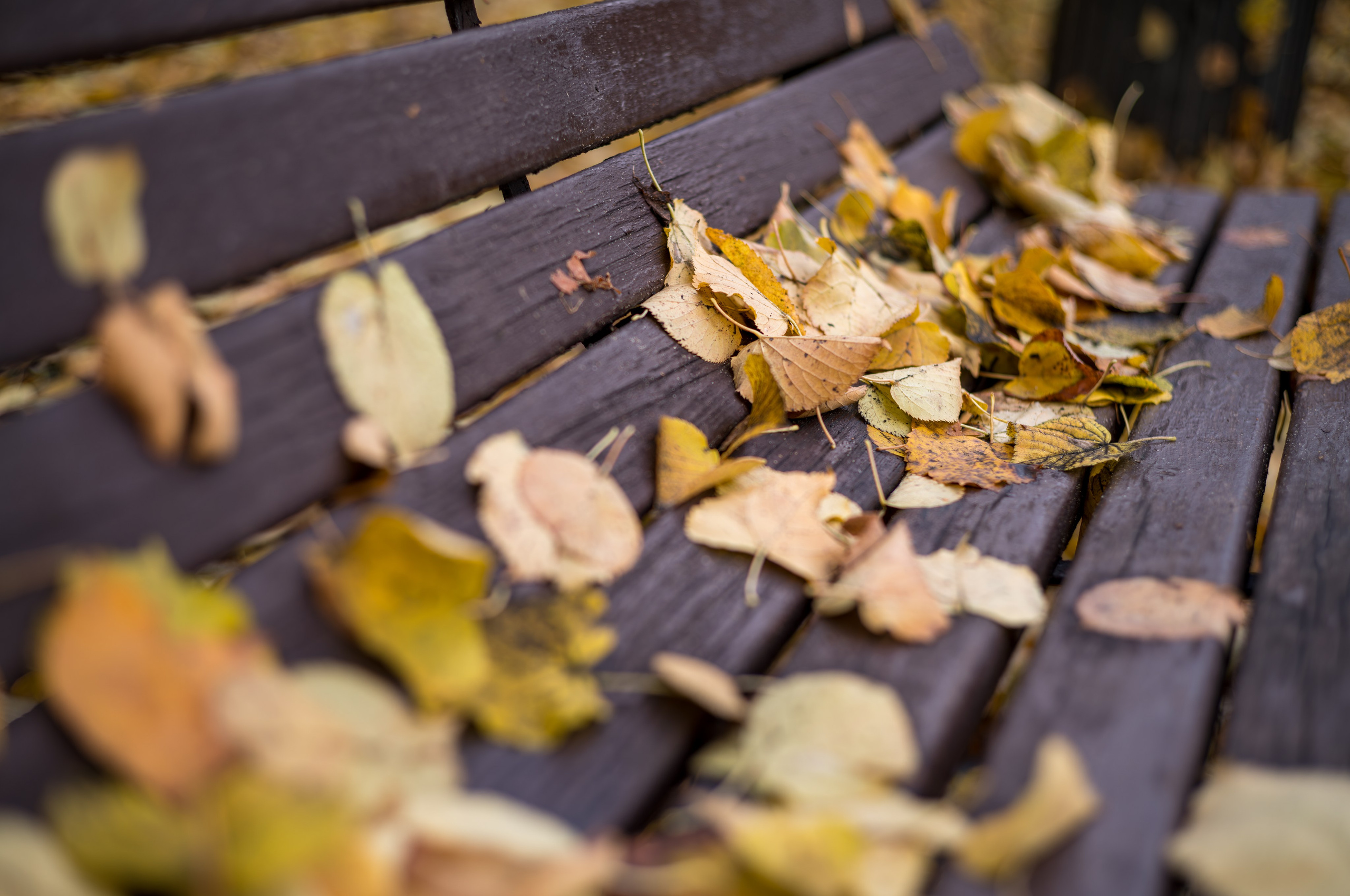 Осенние опавшие листья на скамейке в парке