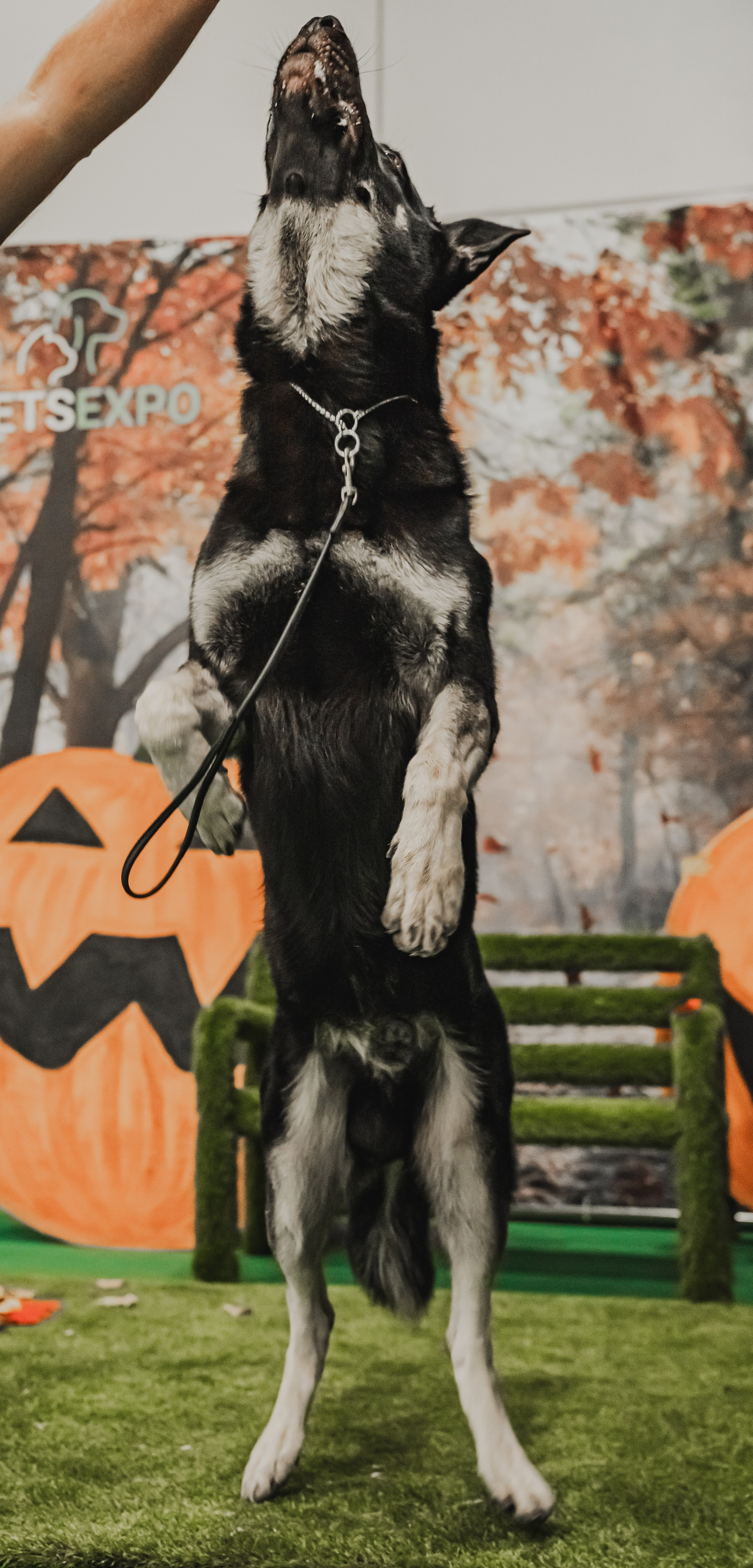 Международная выставка собак всех пород. Репортажный фотограф Анастасия Рубцова