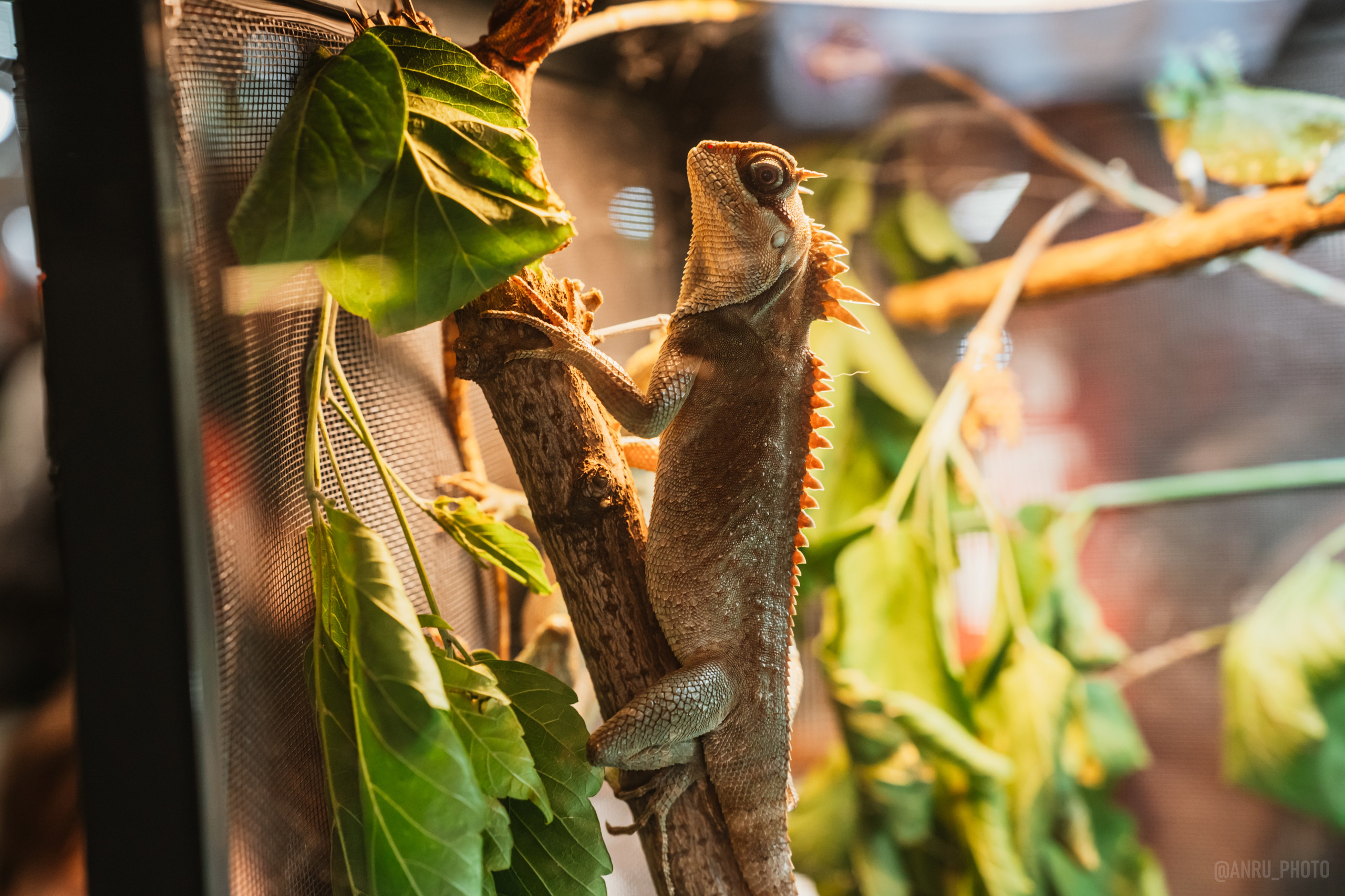 Рептилиум. Репортажный фотограф Анастасия Рубцова