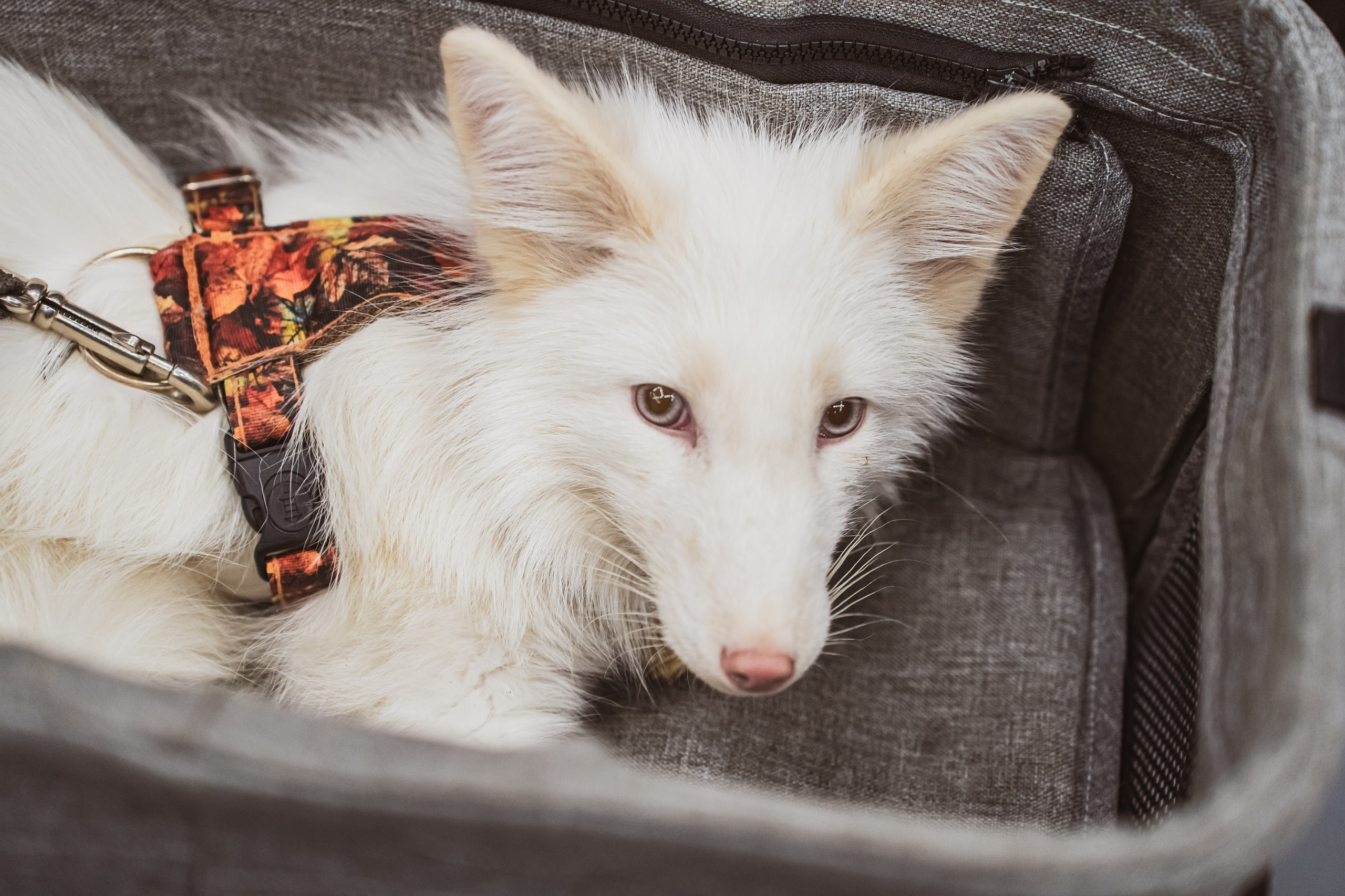 Fox Family fest. Репортажный фотограф Анастасия Рубцова