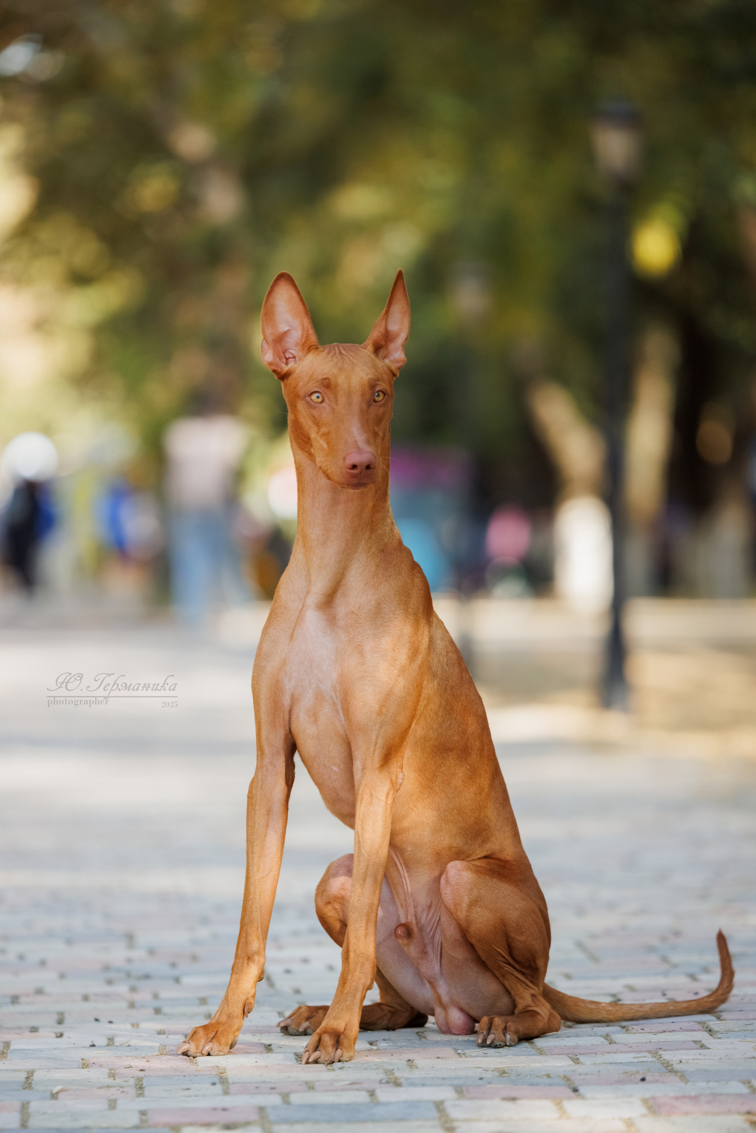 Ташкент 3хCACIB 3-5.10.2025. Фотограф-анималист Юлия Германика
