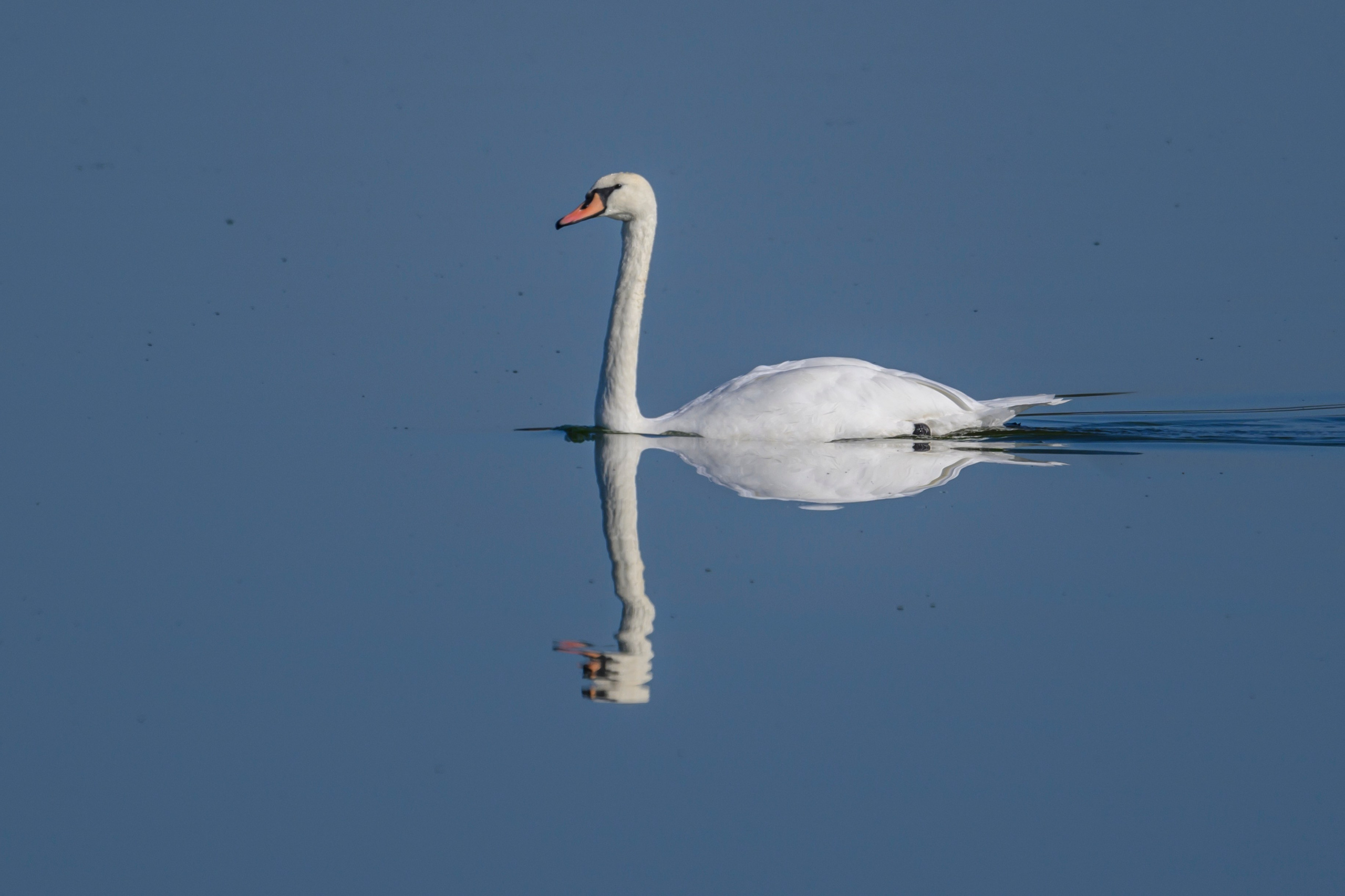 Бакланы и орлан-белохвост. Cormorants and white-tailed eagle. Фотограф Сергей Пупонин