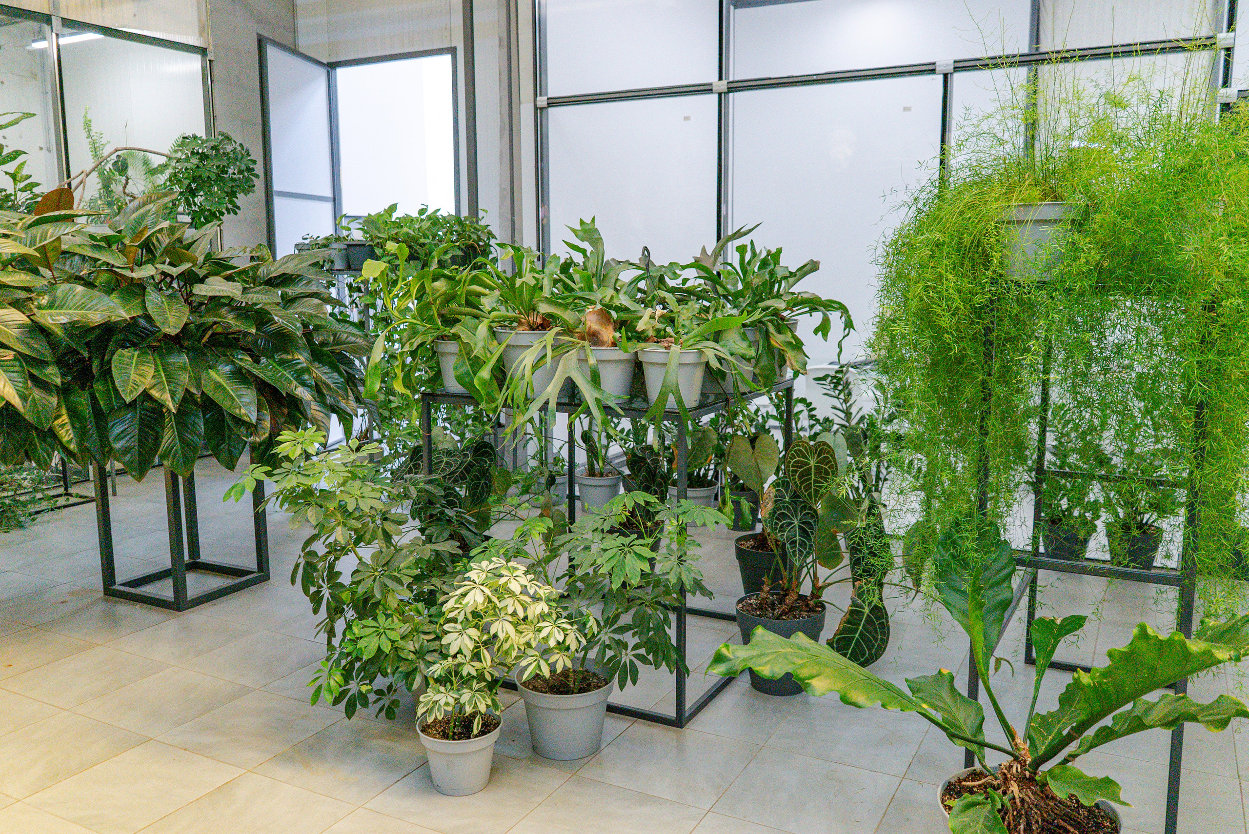 Greenrare июнь. Александра Куликова фотограф, Москва