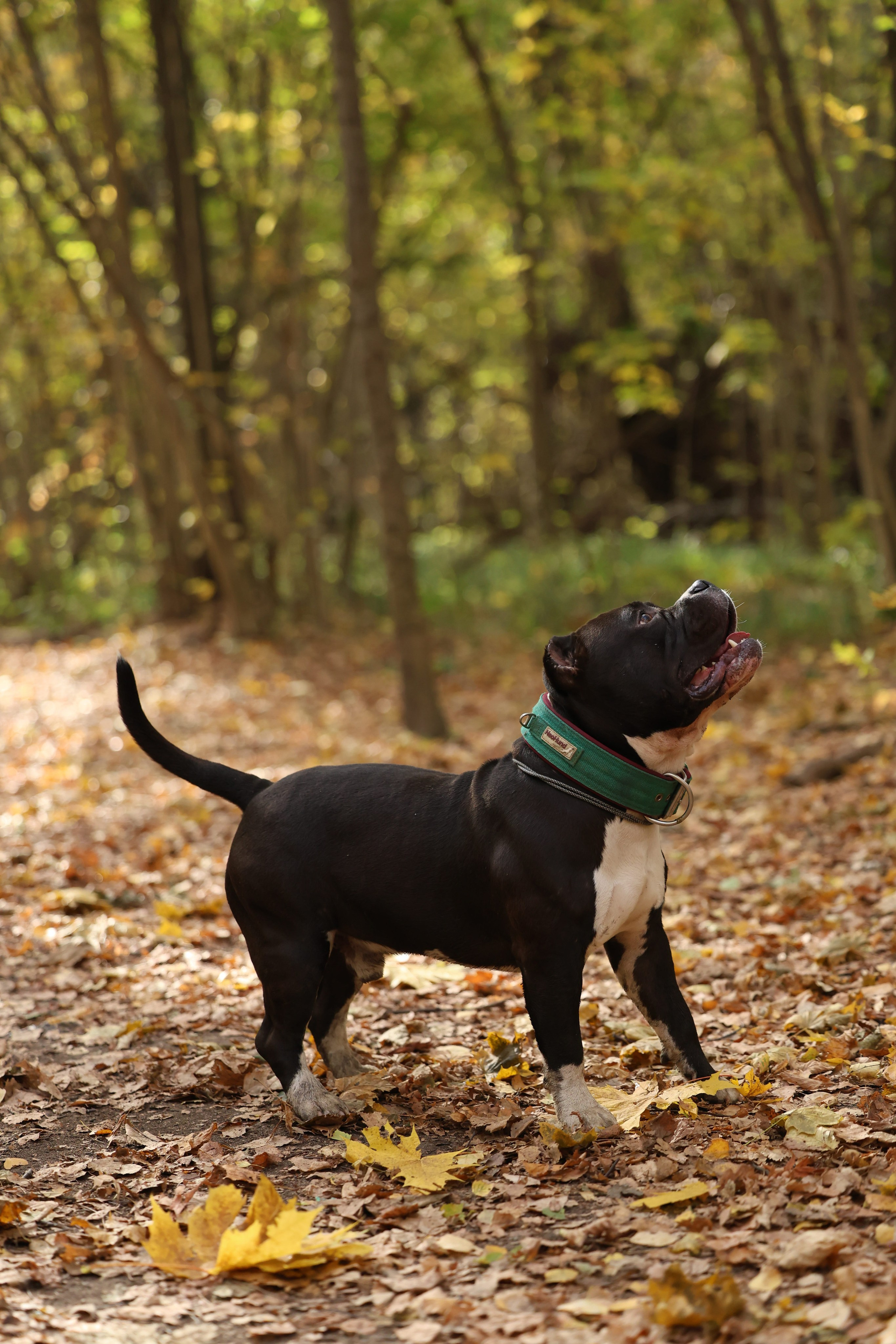 Бумер. Виктория Михайловская. Фотограф-анималист. Москва