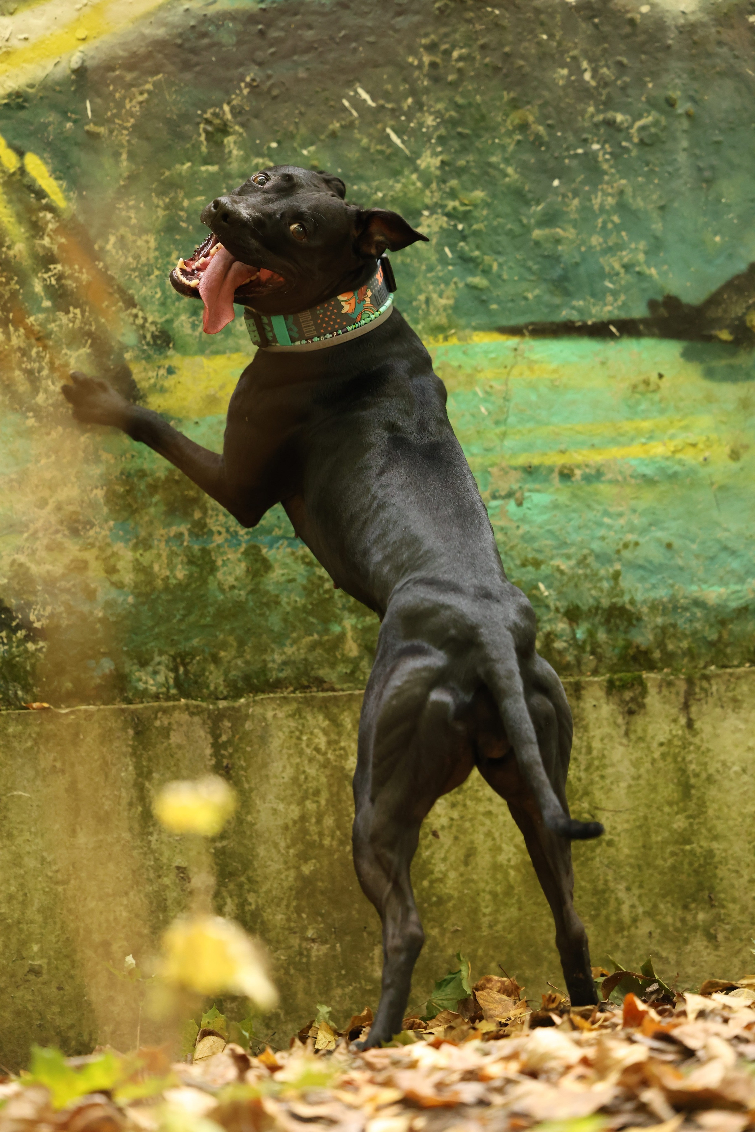 Алена и Бора. Виктория Михайловская. Фотограф-анималист. Москва