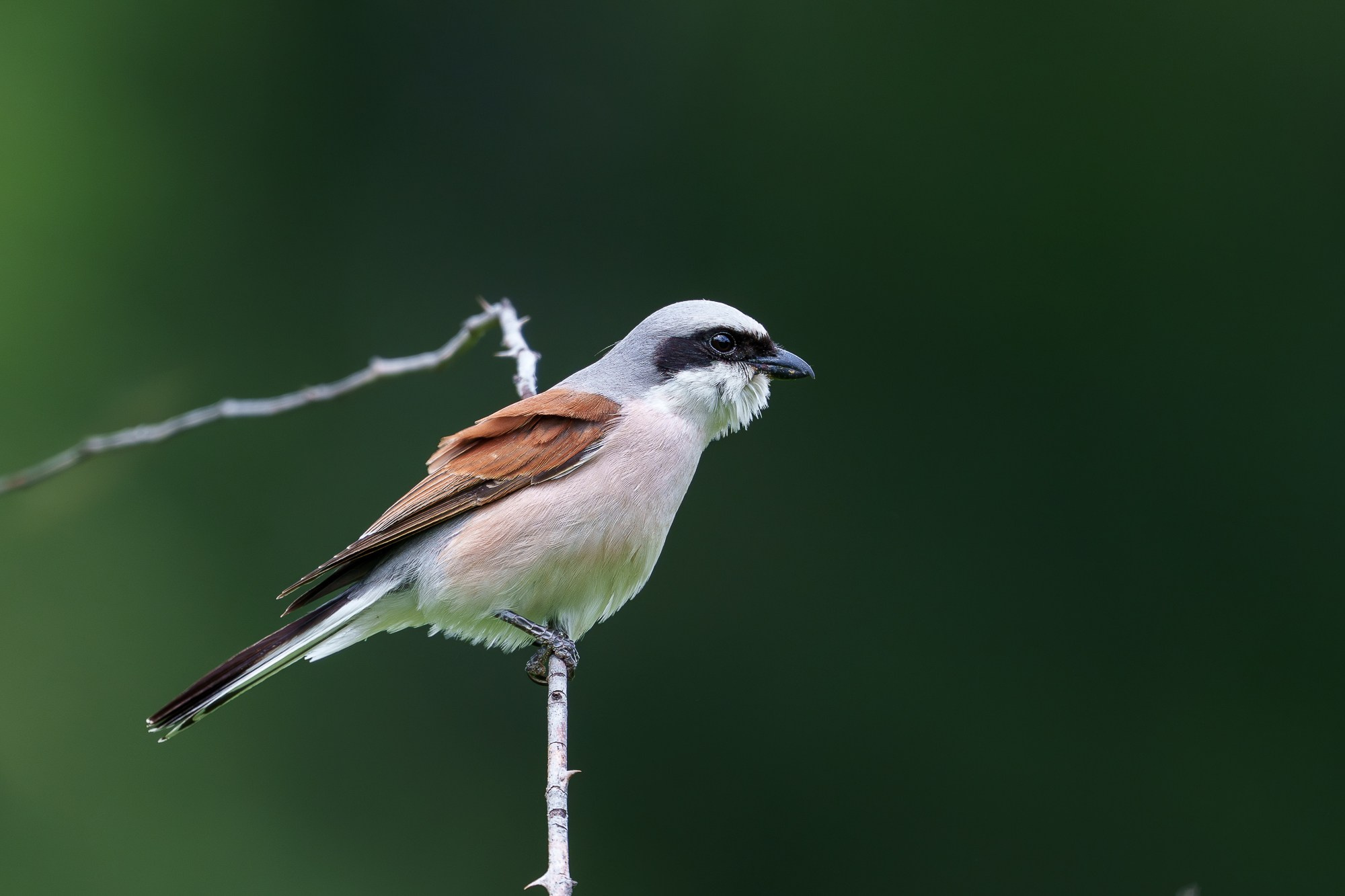 Удивительные мир птиц. Вокруг нас столько прекрасного — присмотритесь!. Ваш личный фотограф Марина Волкова