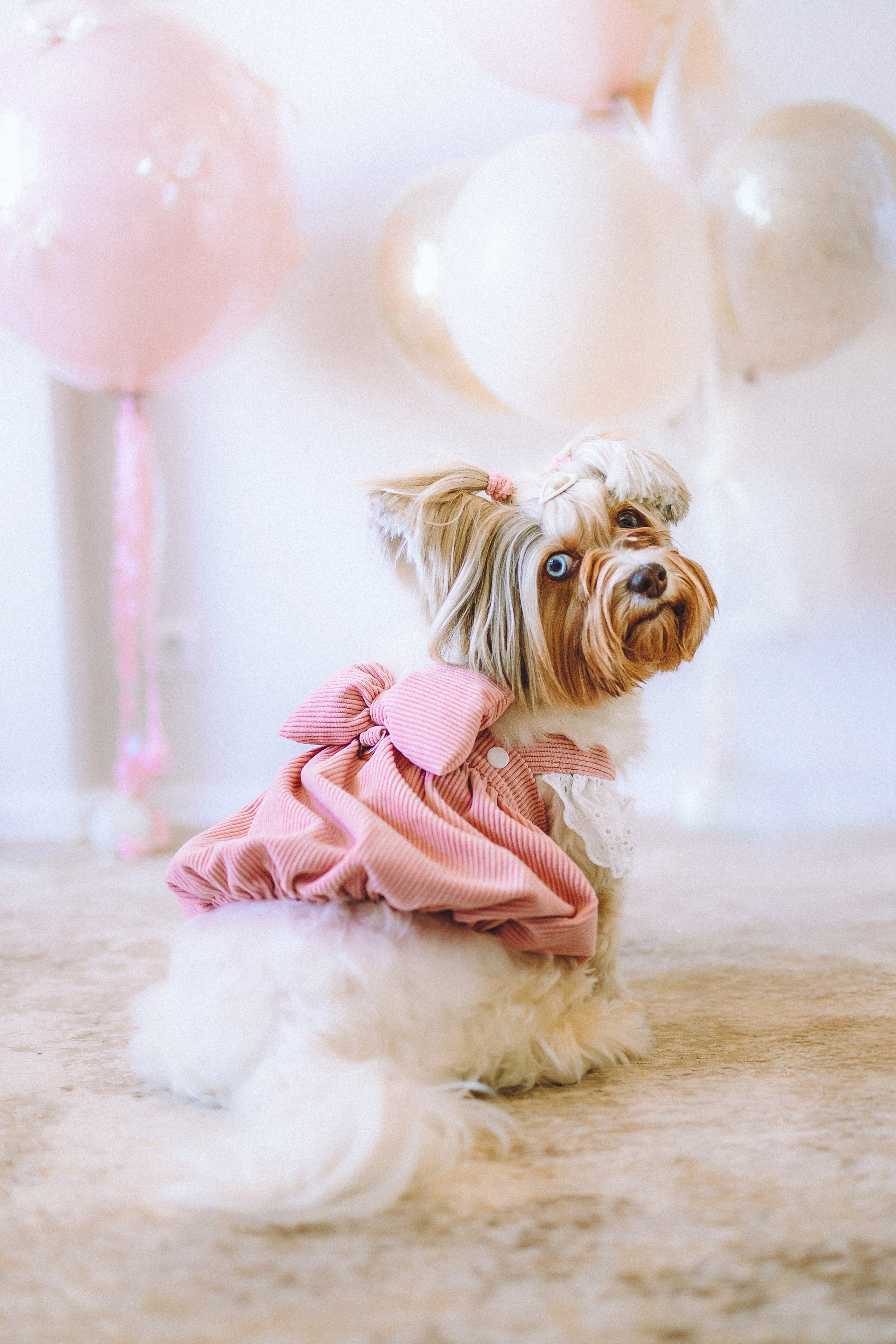 День Рождения Шу