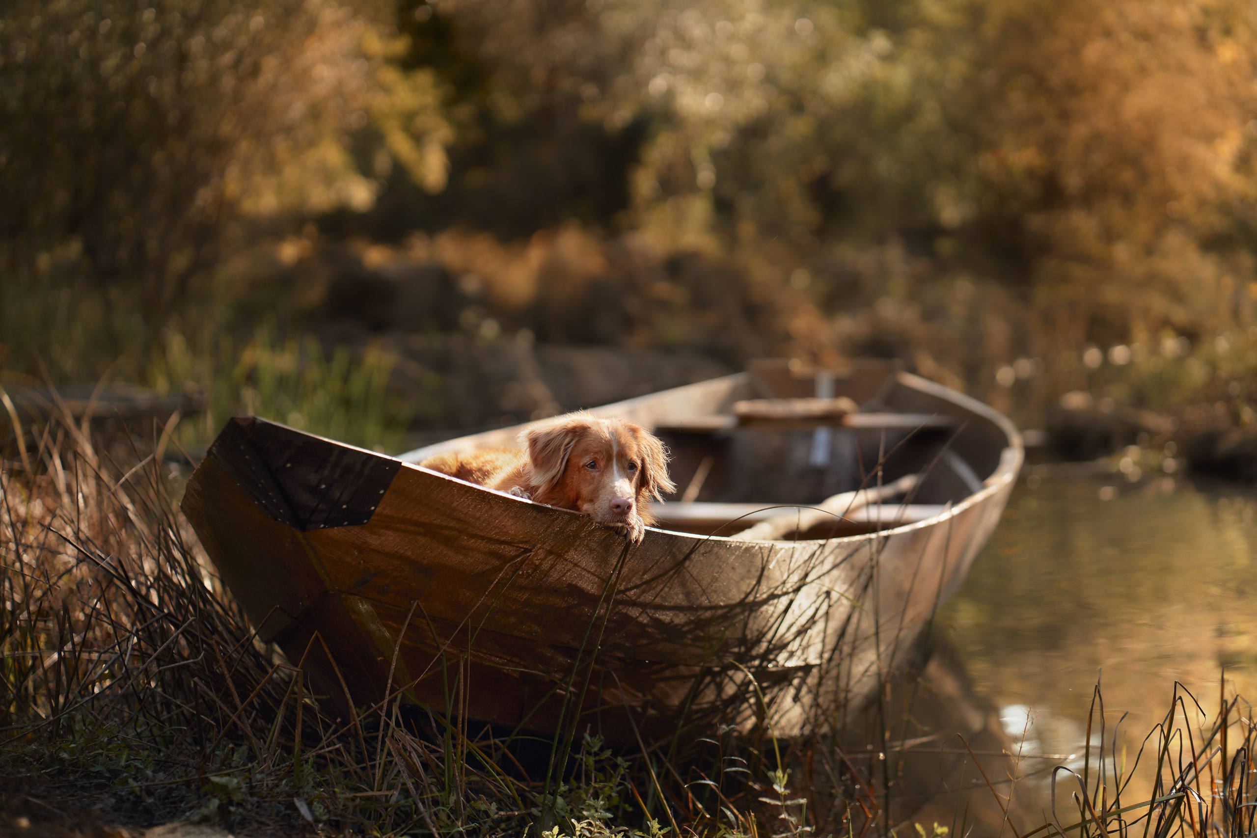 Photo of dogs in nature. landscape with dog. Dog photographer Averianova Anna — Art photography of dogs