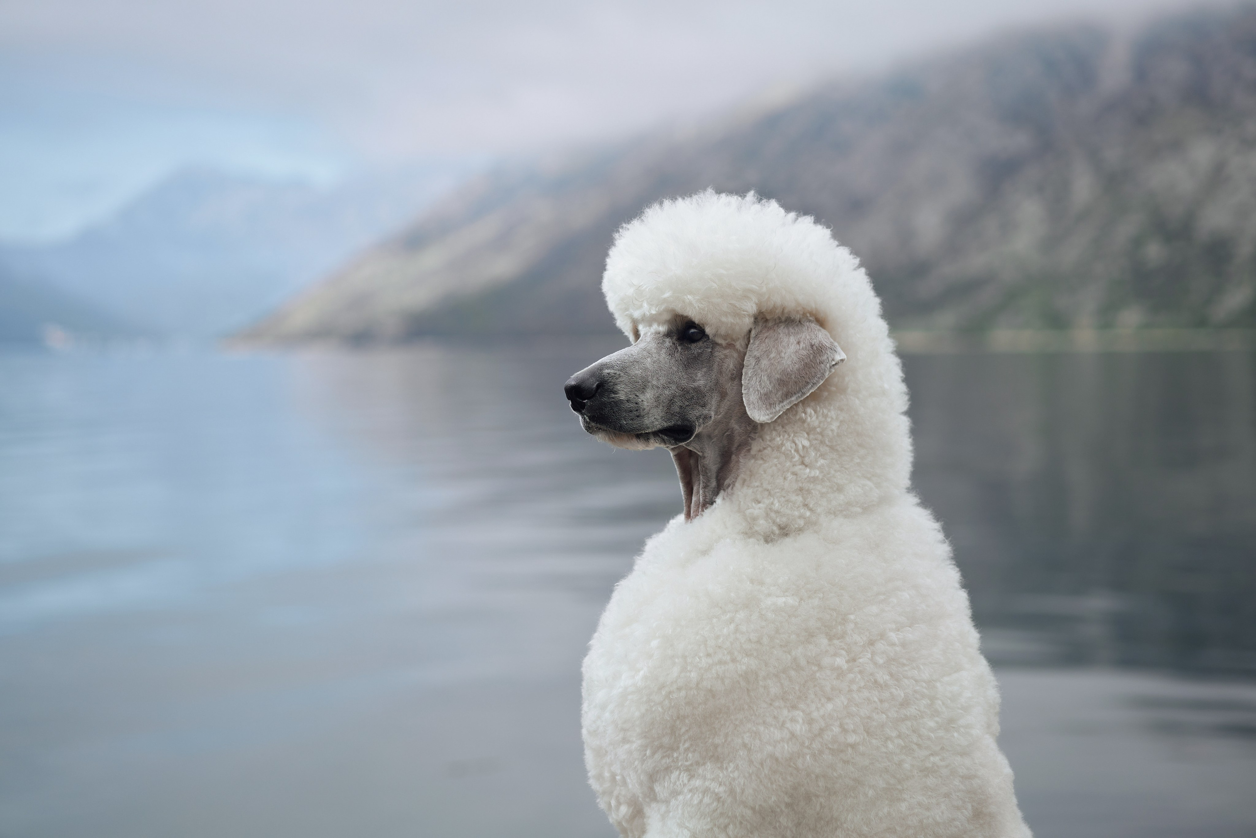 Photo of dogs in nature. landscape with dog. Dog photographer Averianova Anna — Art photography of dogs