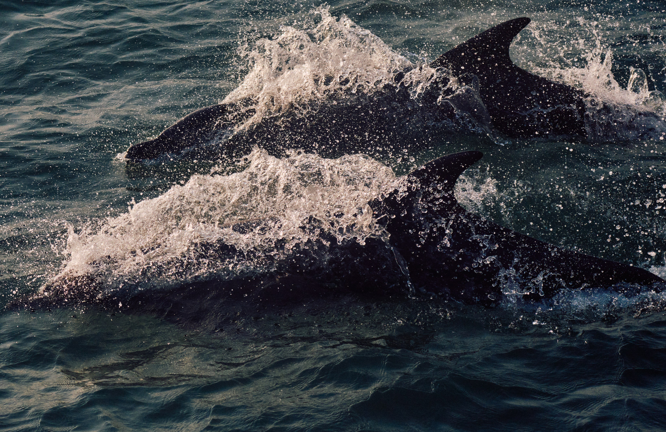 Archipelago Bissagos. See the moment and catche. commercial and reportage