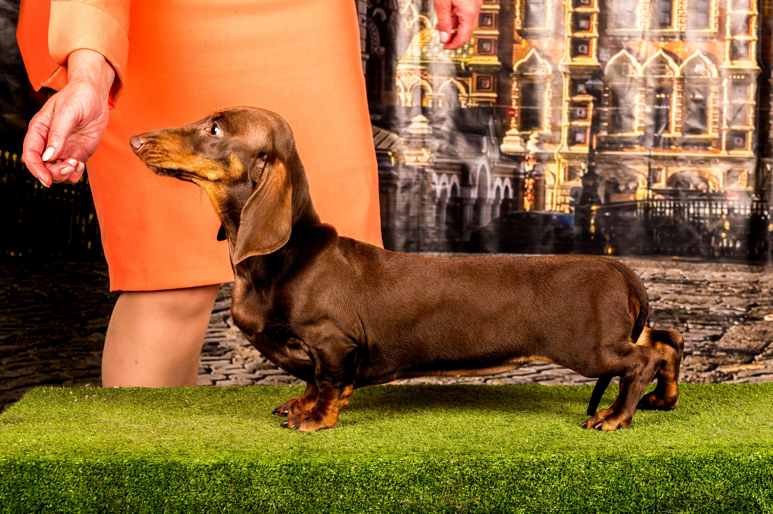 Выставка Клубы «Фауна» и «Догсити» 21-22 Июня 2025 «Пёсбург». Фотограф-анималист в СПб