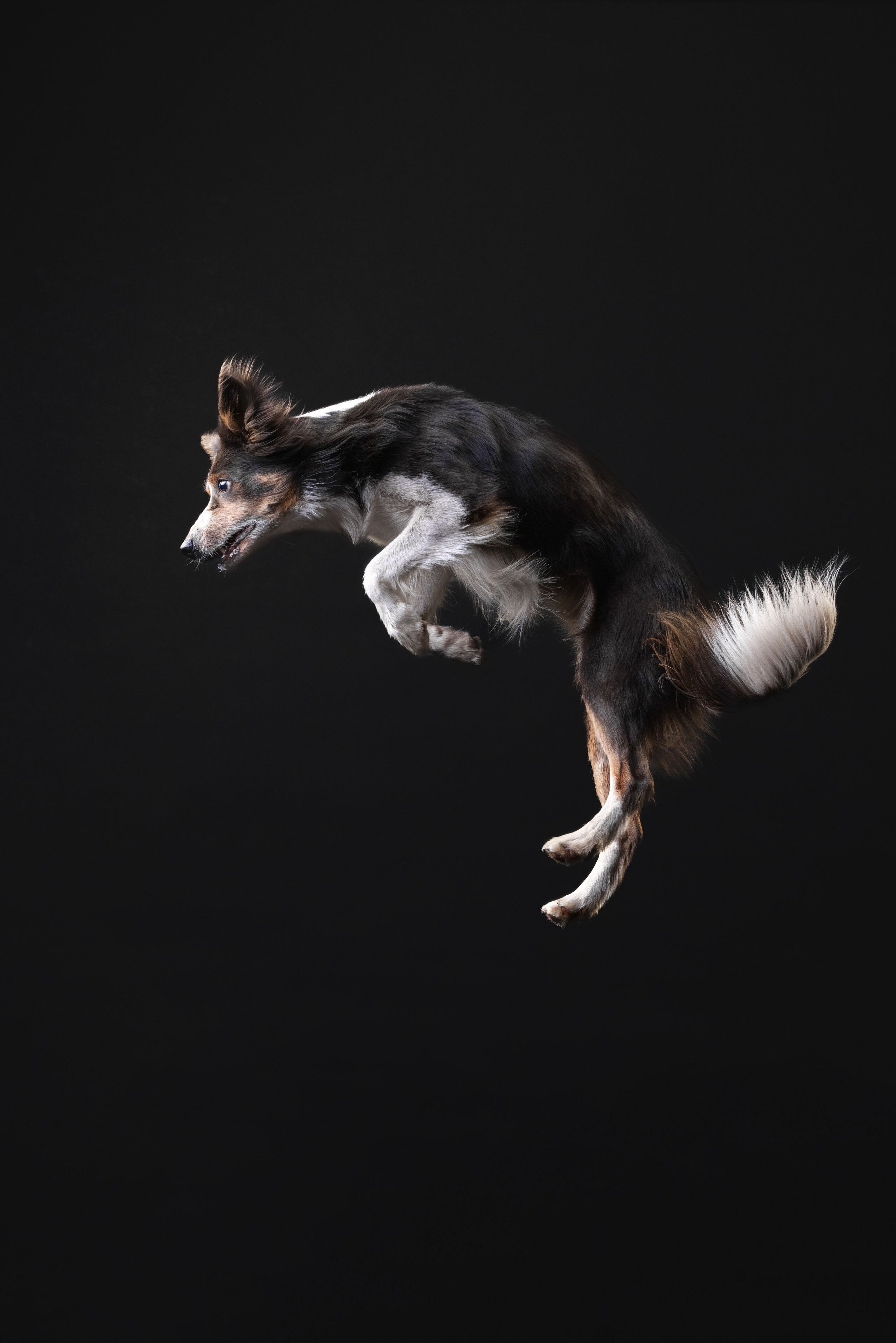 Бордер колли. Фотограф анималист Осипчикова Мария