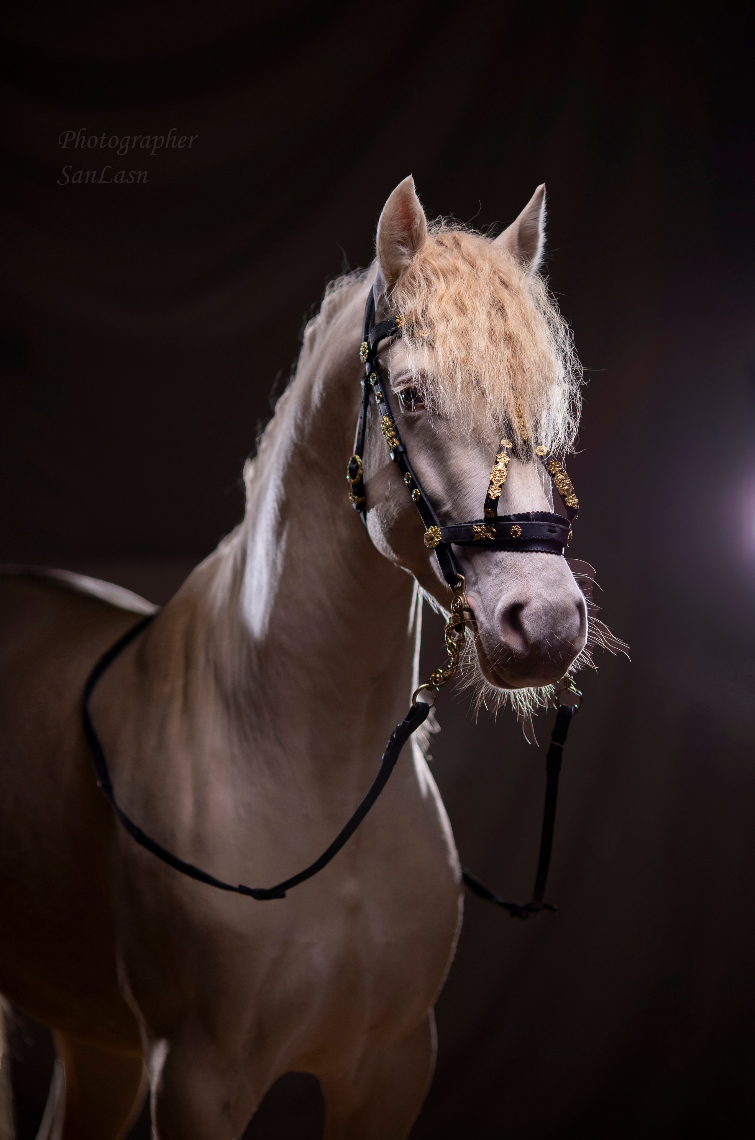Животные. Фотограф в Москве и в Московской области Сандра