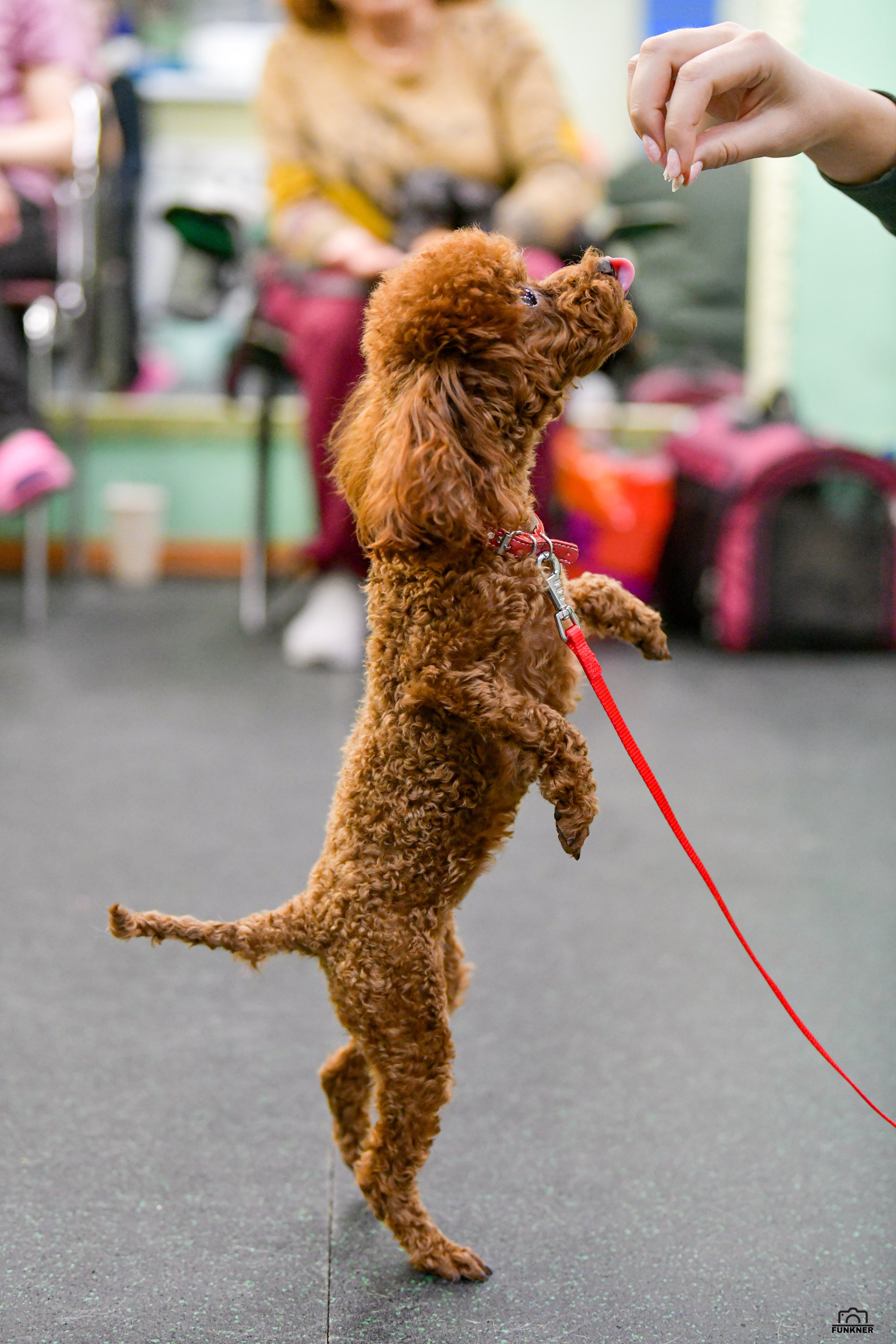 Кинологический клуб «Бодрый хвост». Свой взгляд через объектив