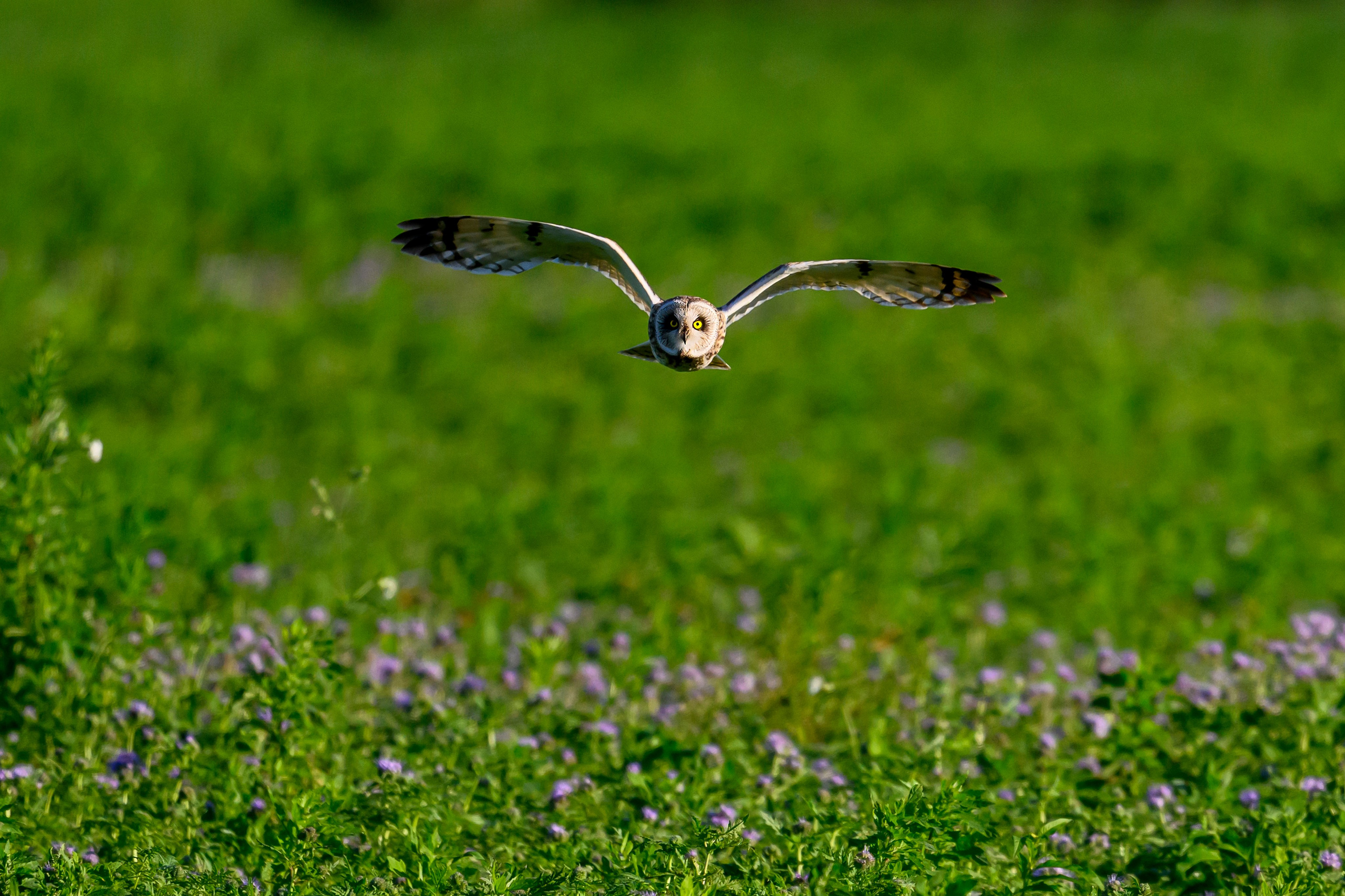 Охота совы. Фотограф Сергей Пупонин