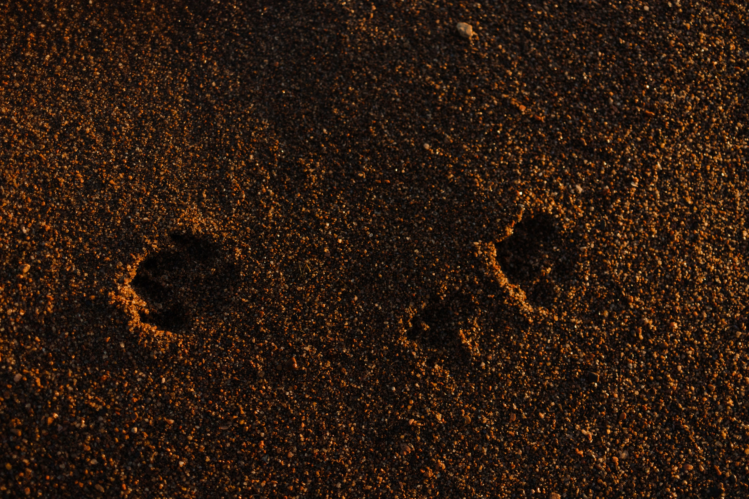 Анна и Лана. Фотограф — Анималист | Санкт-Петербург