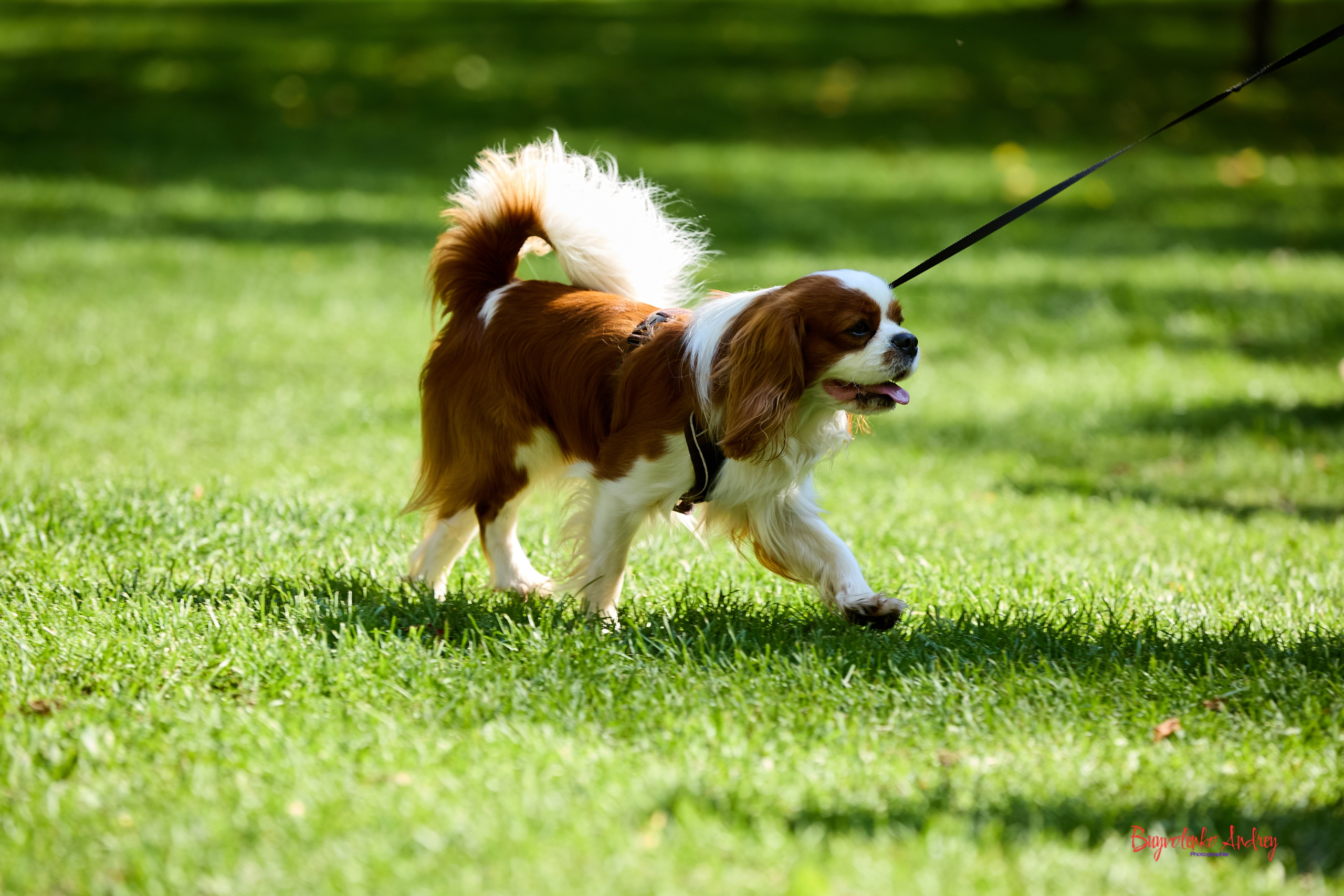 Фотопрогулка с кавалерами. Buyvolenko Andrey