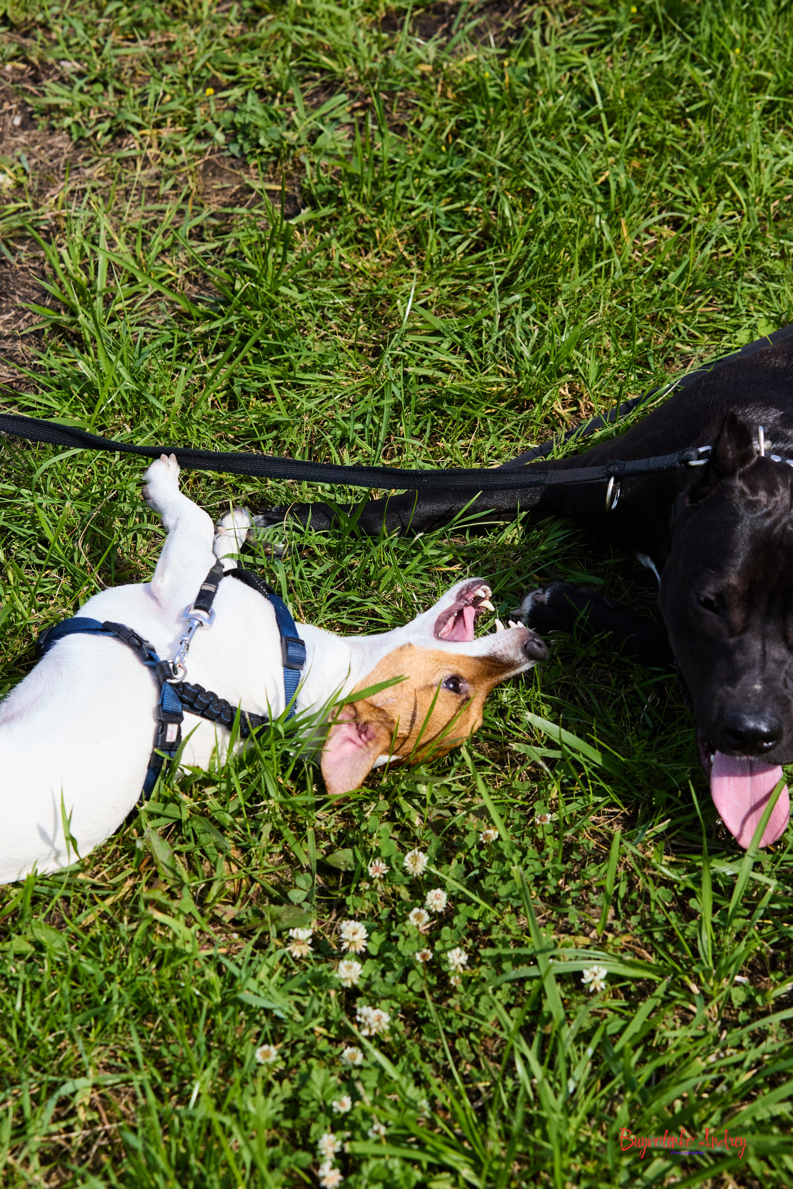 Проект фотопрогулка с хвостиком. Buyvolenko Andrey