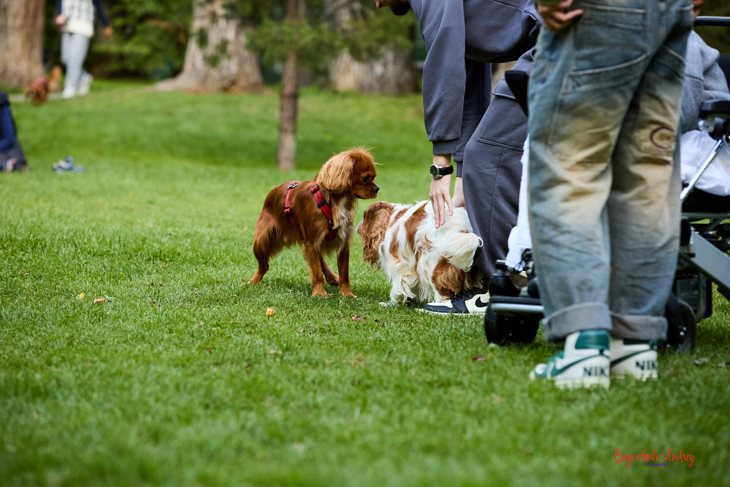 Фотопрогулка с кавалерами. Buyvolenko Andrey