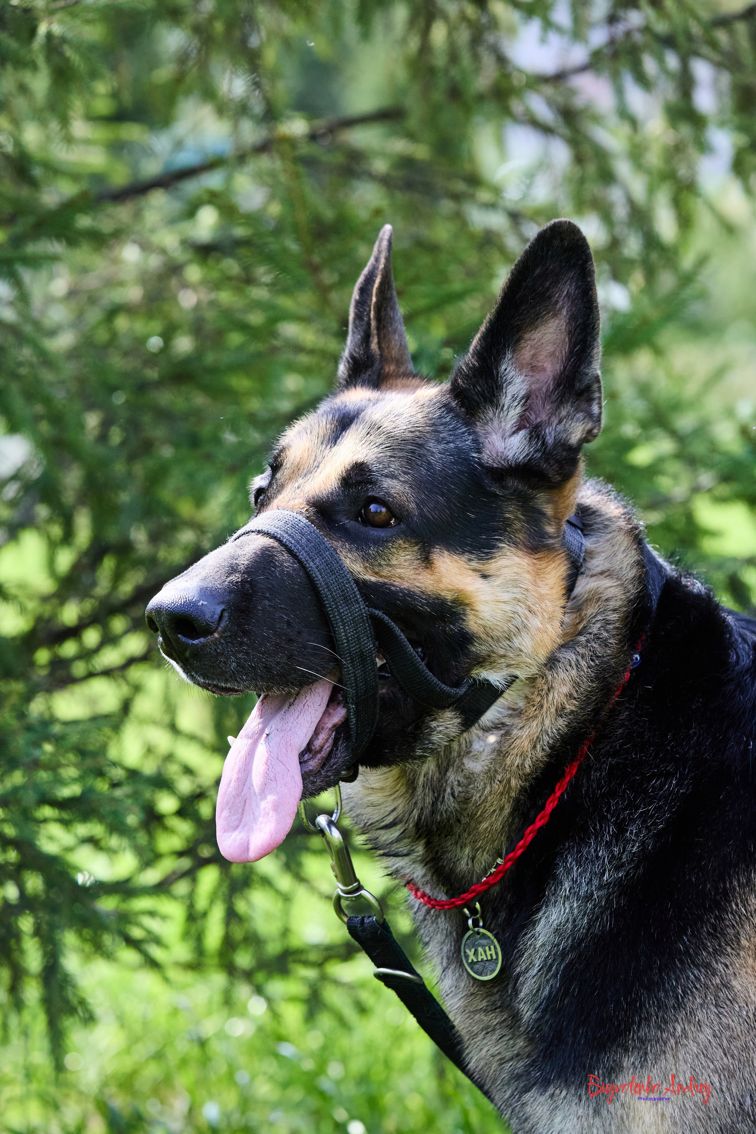 Проект фотопрогулка с хвостиком. Buyvolenko Andrey